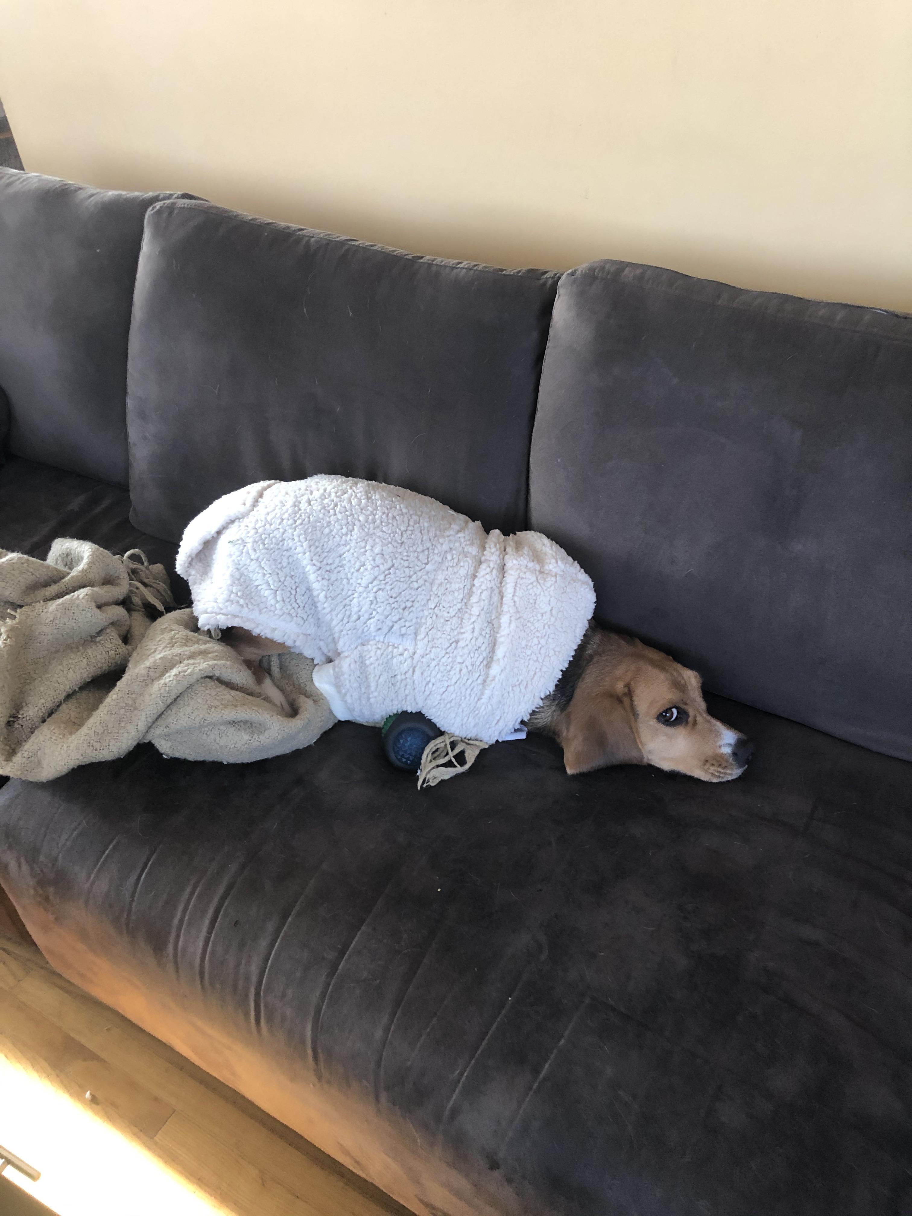 He hates his sweater r/rarepuppers