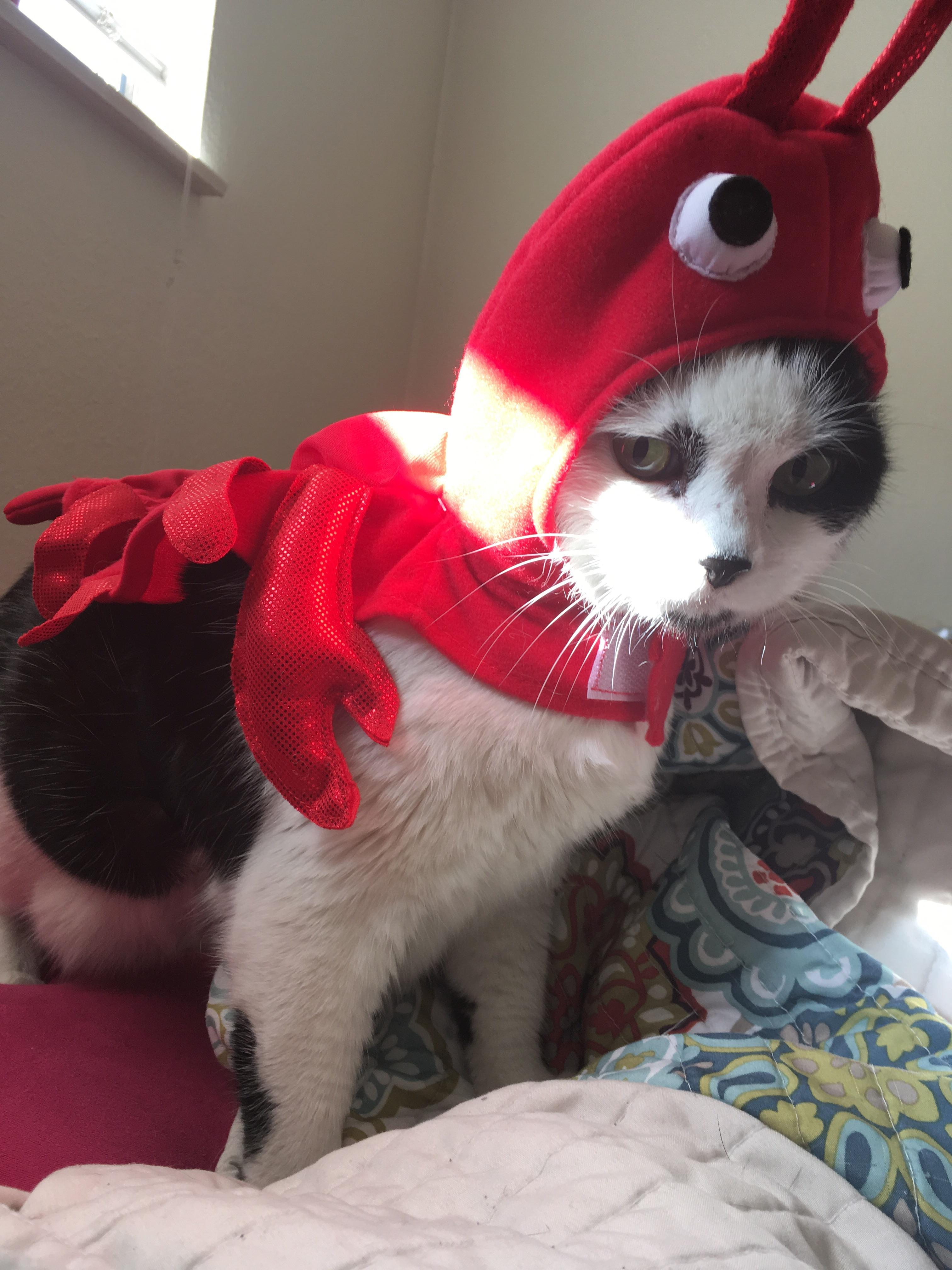 My cat as a lobster. A late Halloween picture. r/aww