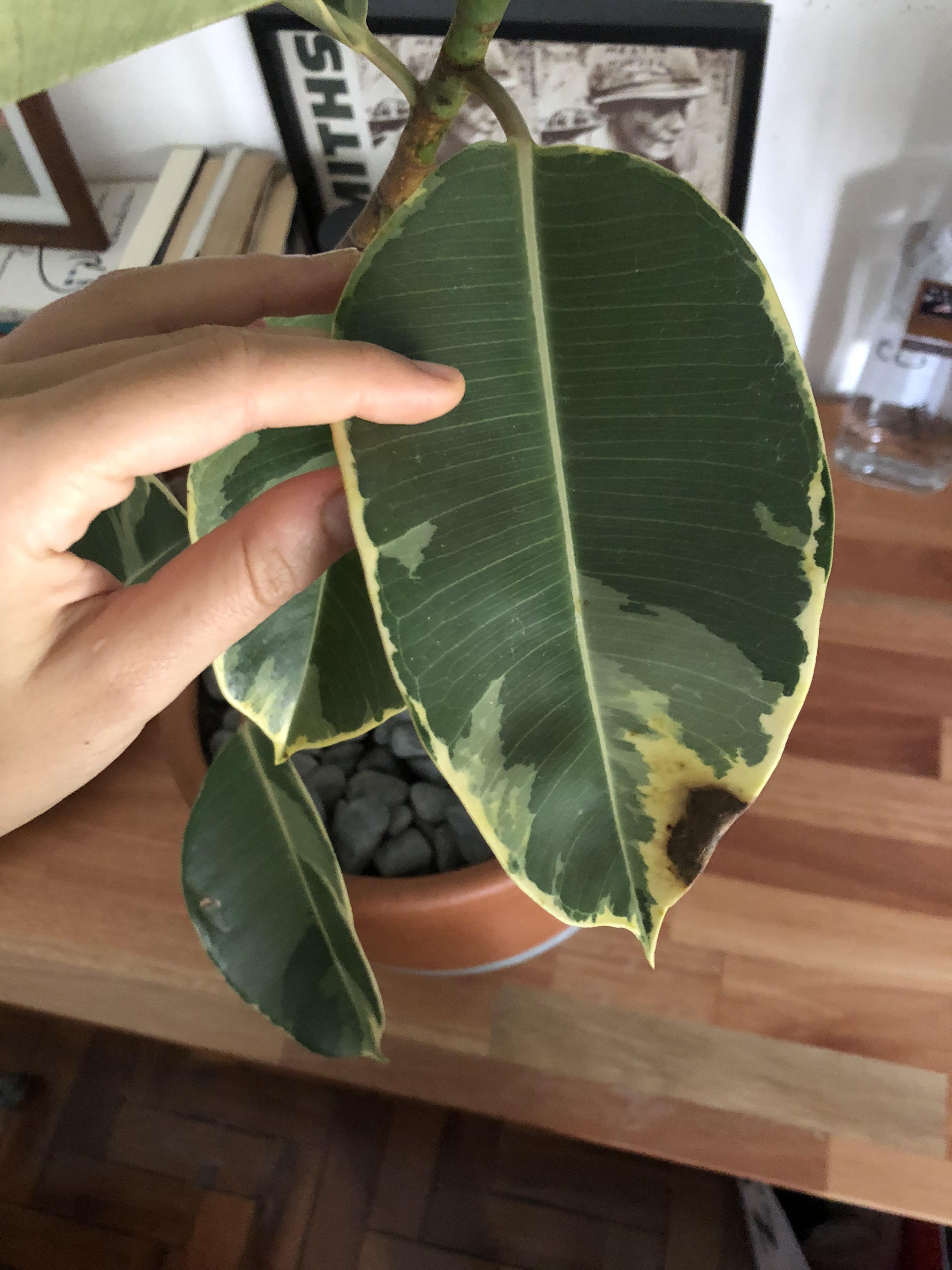 Variegated rubber plant looks unhealthy. Info in comments. r/plantclinic