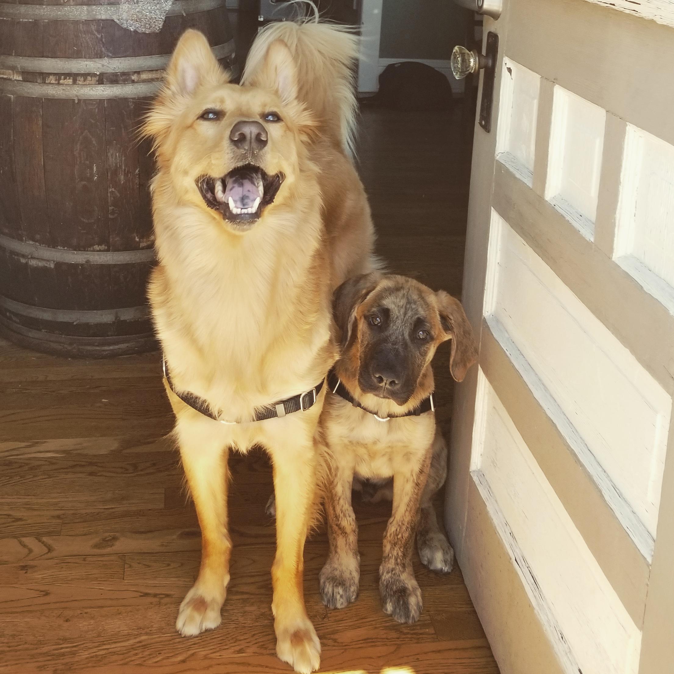 +55 Black Lab St Bernard Mix Puppies For Sale