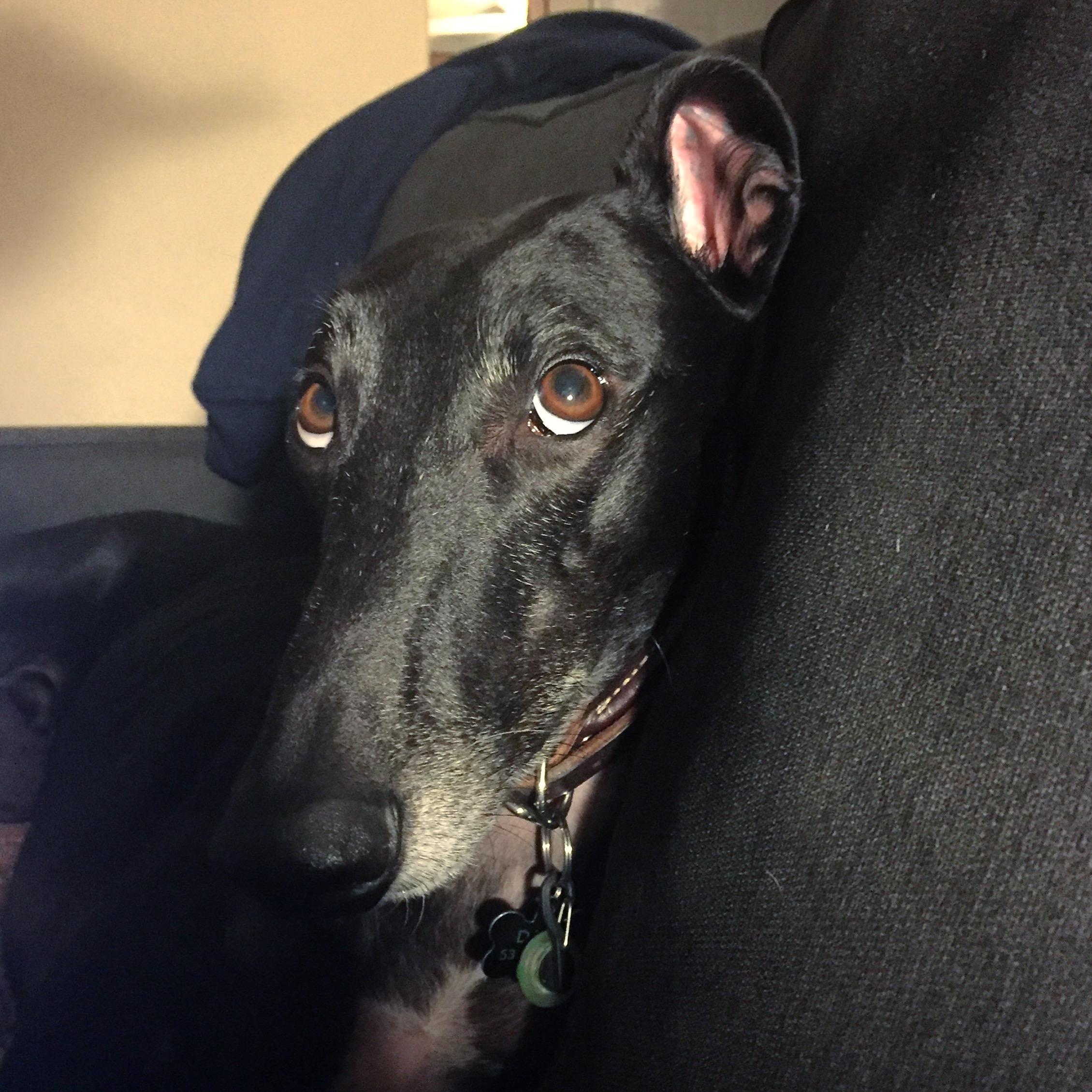 About to be cat food r/Greyhounds