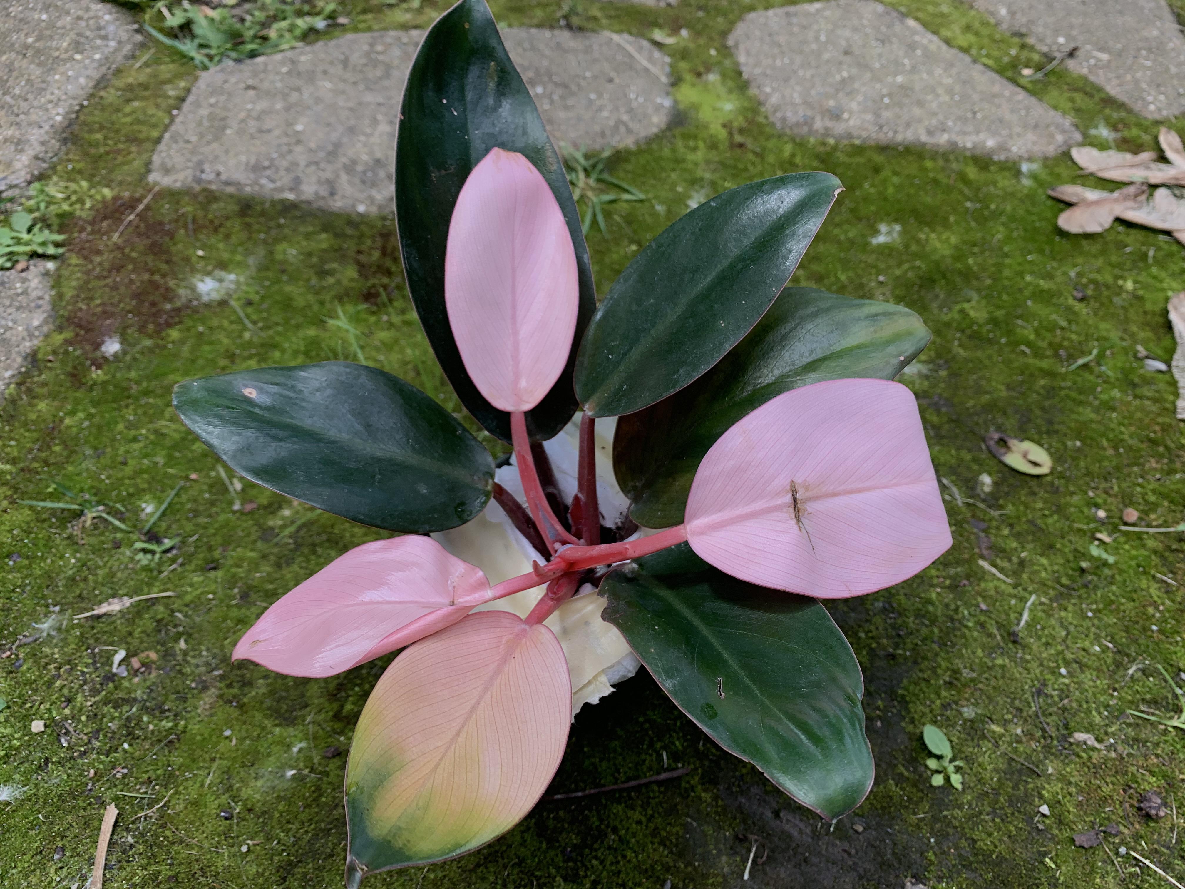 Philodendron ‘Pink Congo’😍 r/houseplants