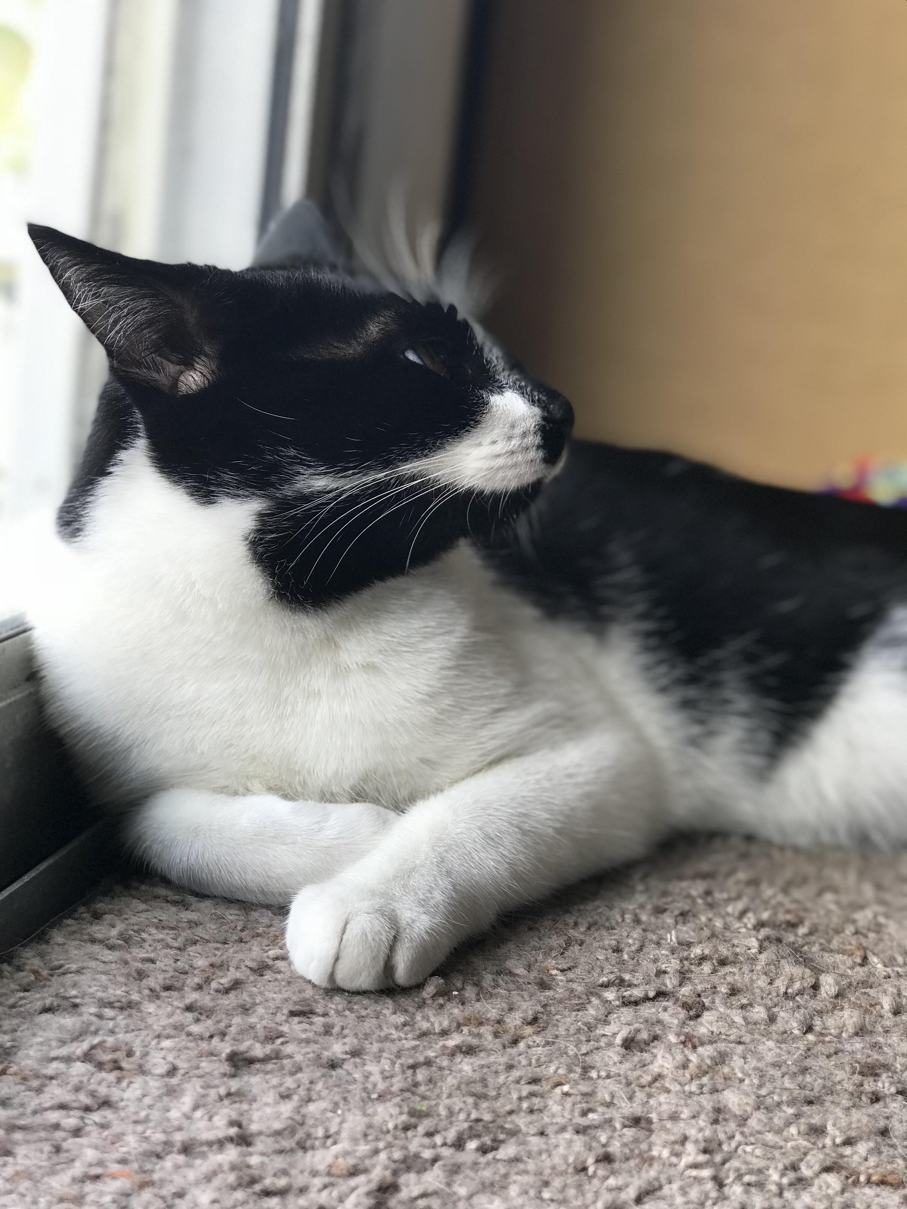 This is my cat, Seven. r/redditgetsdrawn