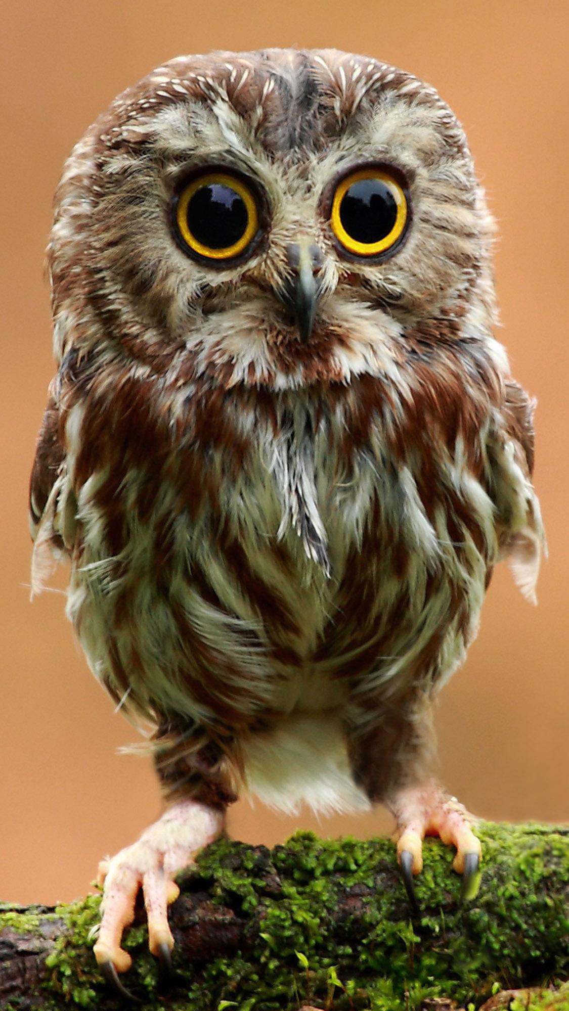 awww Baby Owl r/iWallpaper