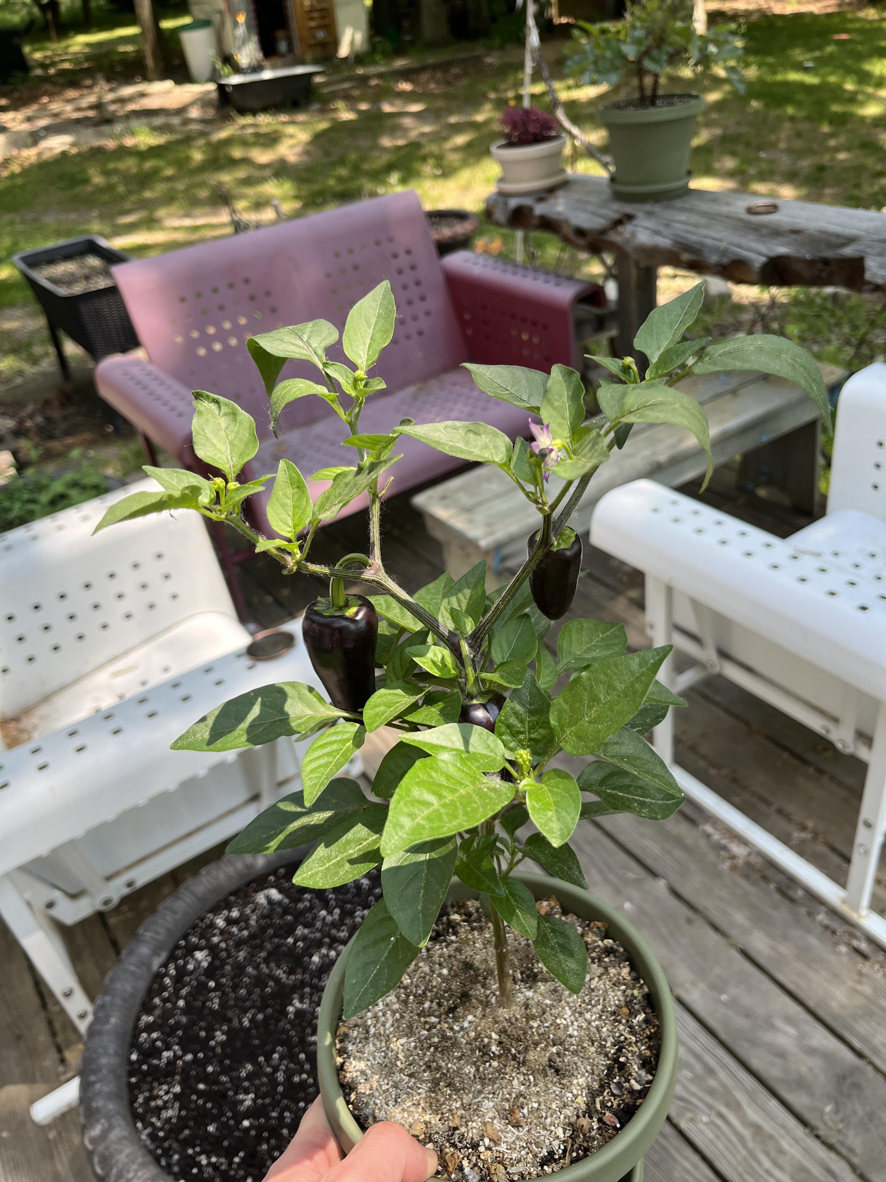 First time growing peppers…I’ve been hardening off for weeks now and