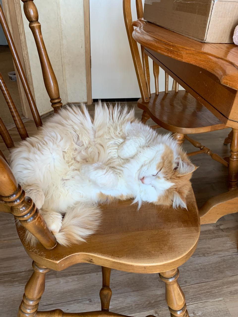 Andy likes to sleep in the kitchen chairs r/cats