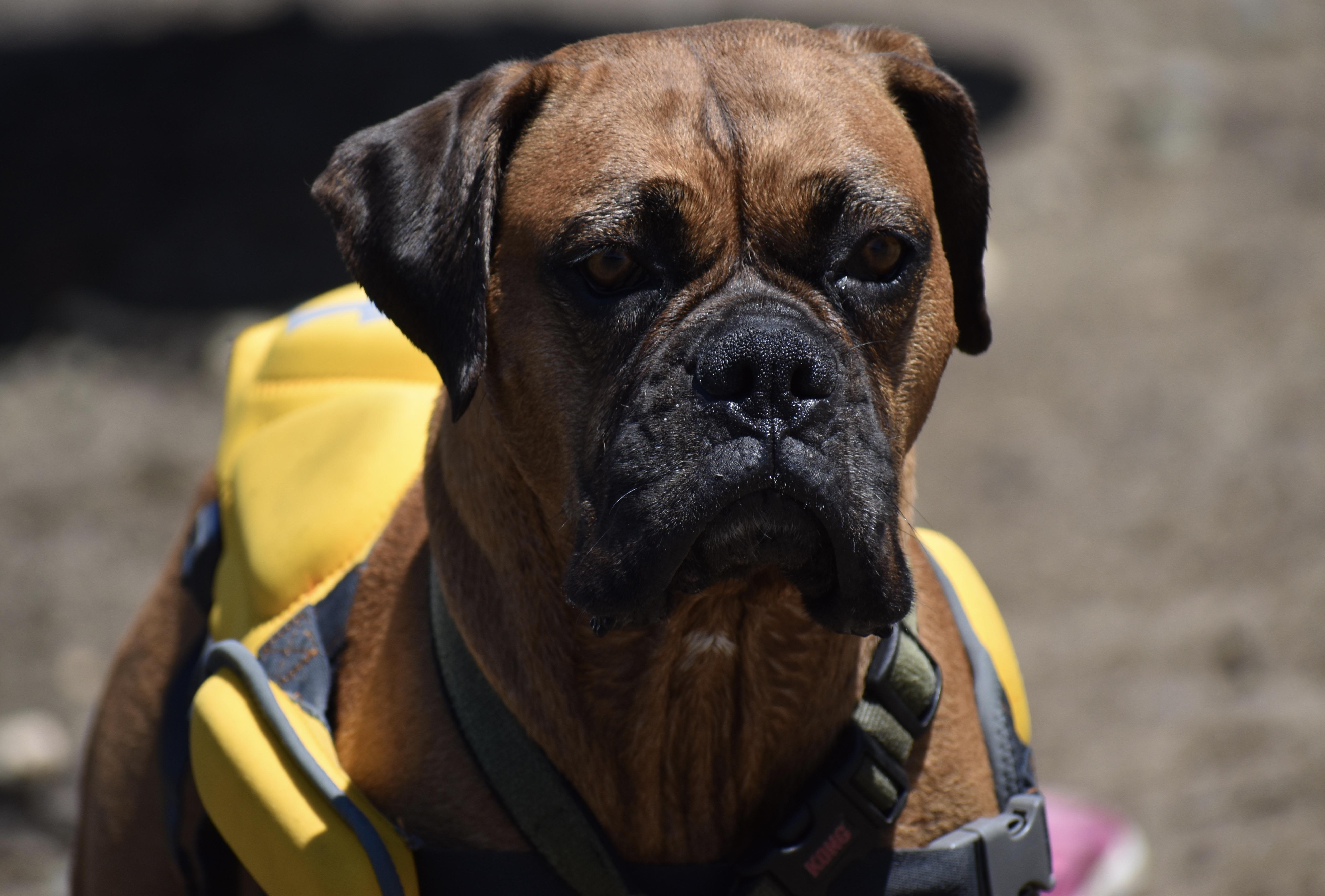Cute Boxer Dog Wearing A Lifejacket While Playing In The Lake r
