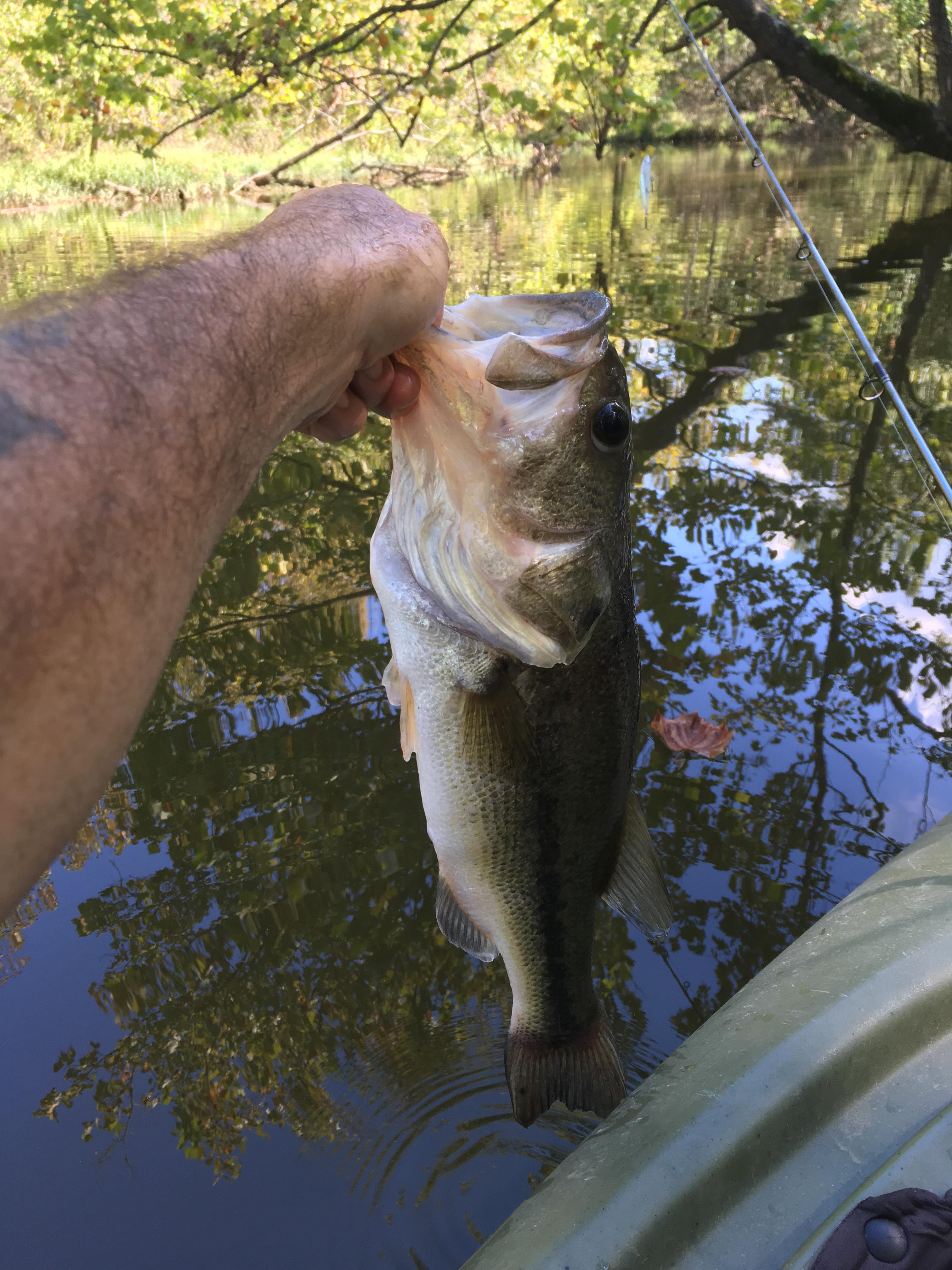 October 5th, largest bass I’ve ever caught! r/kayakfishing