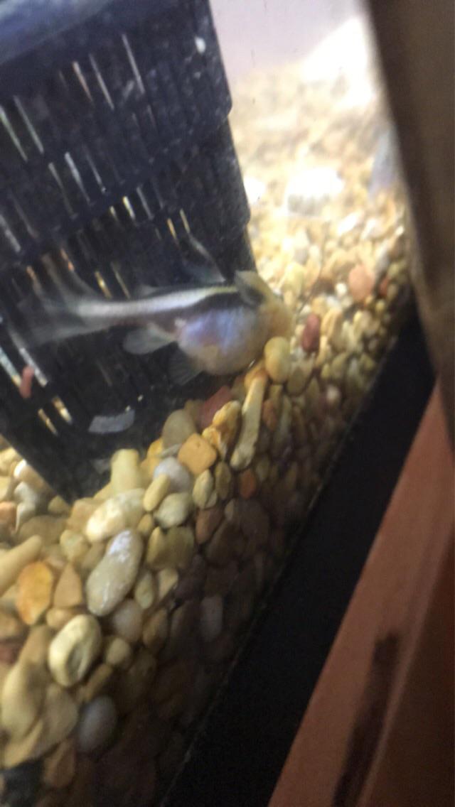 Is my Raphael Catfish pregnant?? r/Aquariums