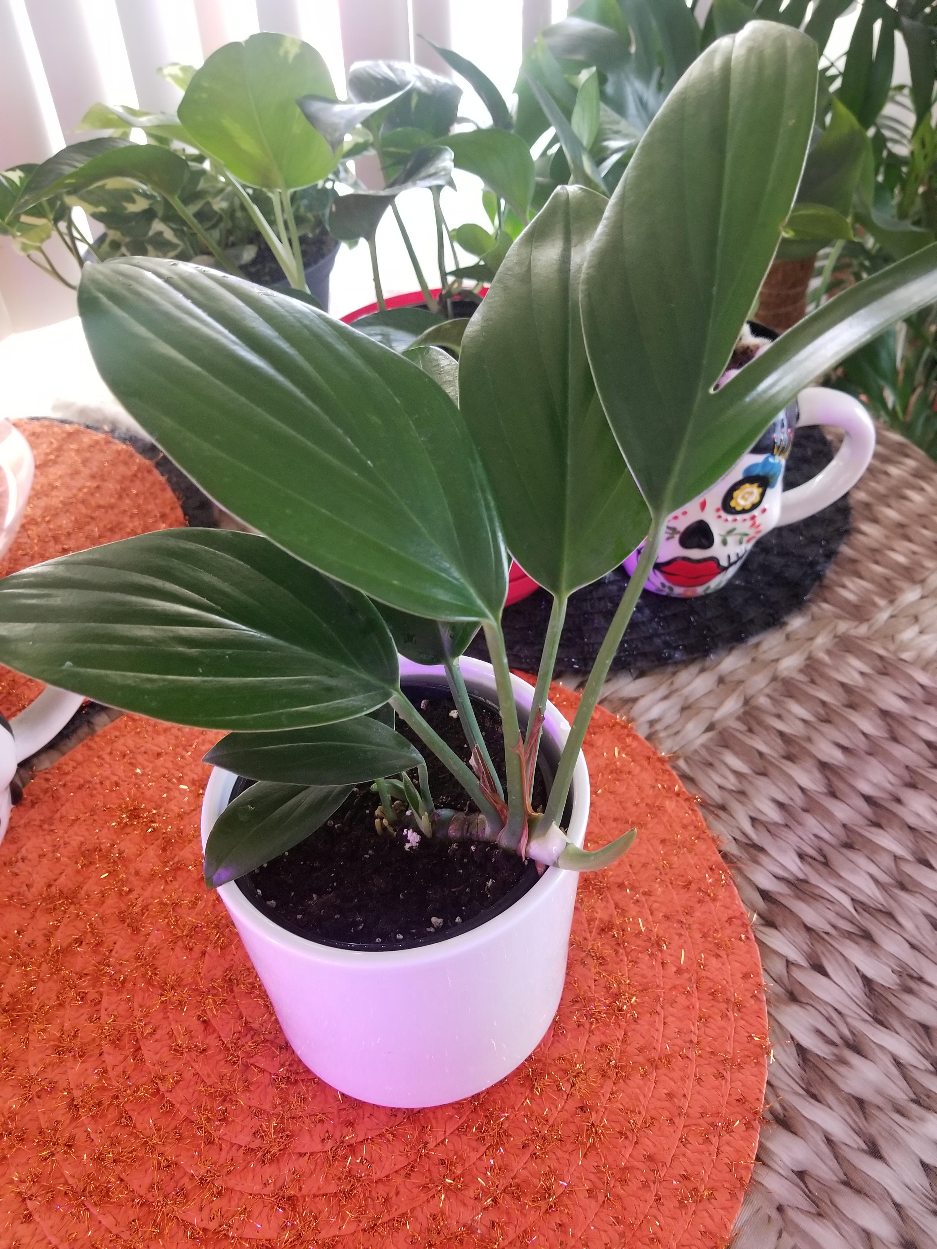 Dragon Tail home depot Alhambra Ca r/plantwatch