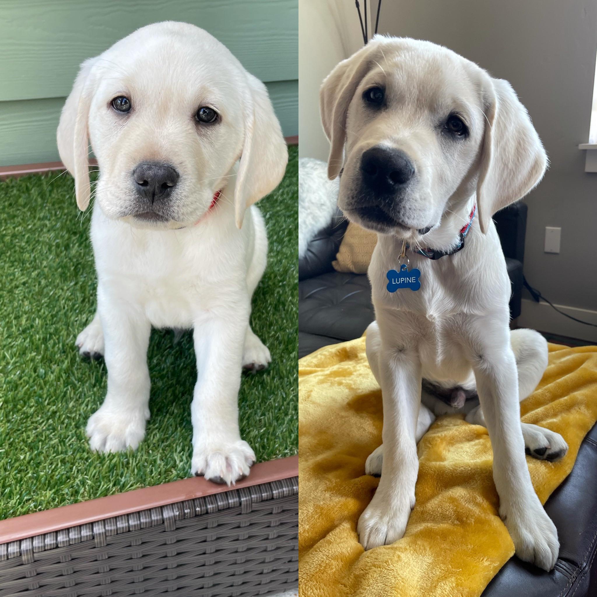 8 weeks to 16 weeks. Reddit, meet Lupine. r/labrador