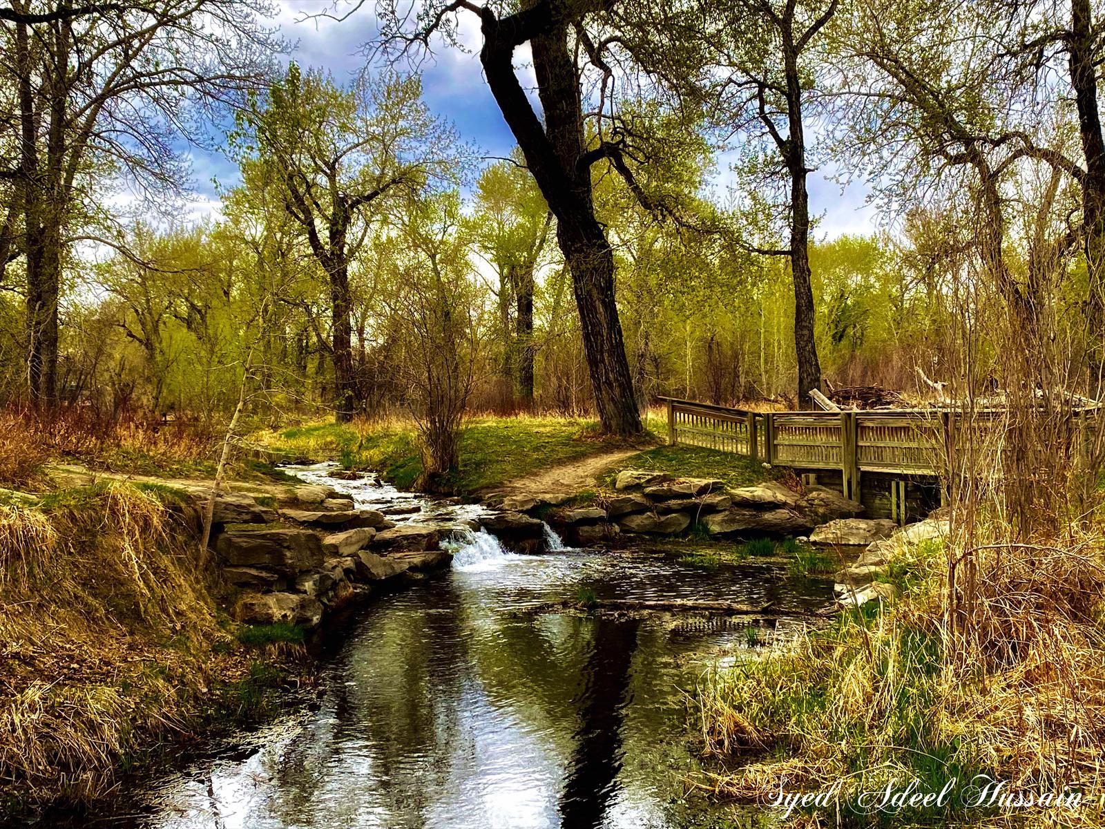 Creek in the woods, Alberta canada
