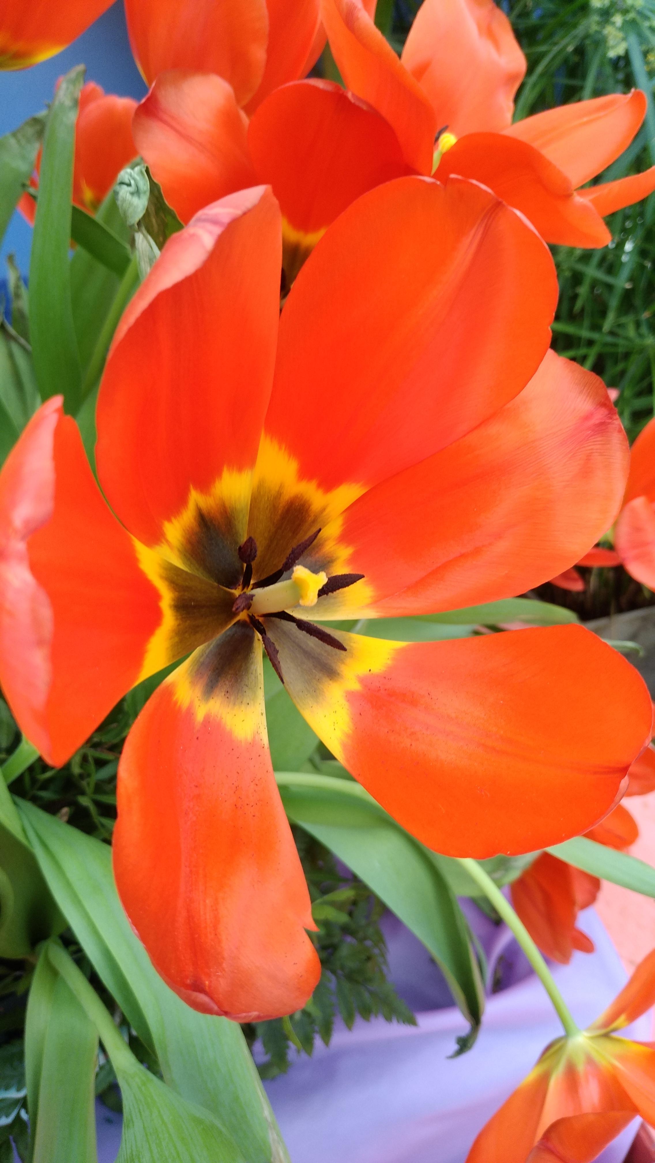 What flower is it? r/gardening