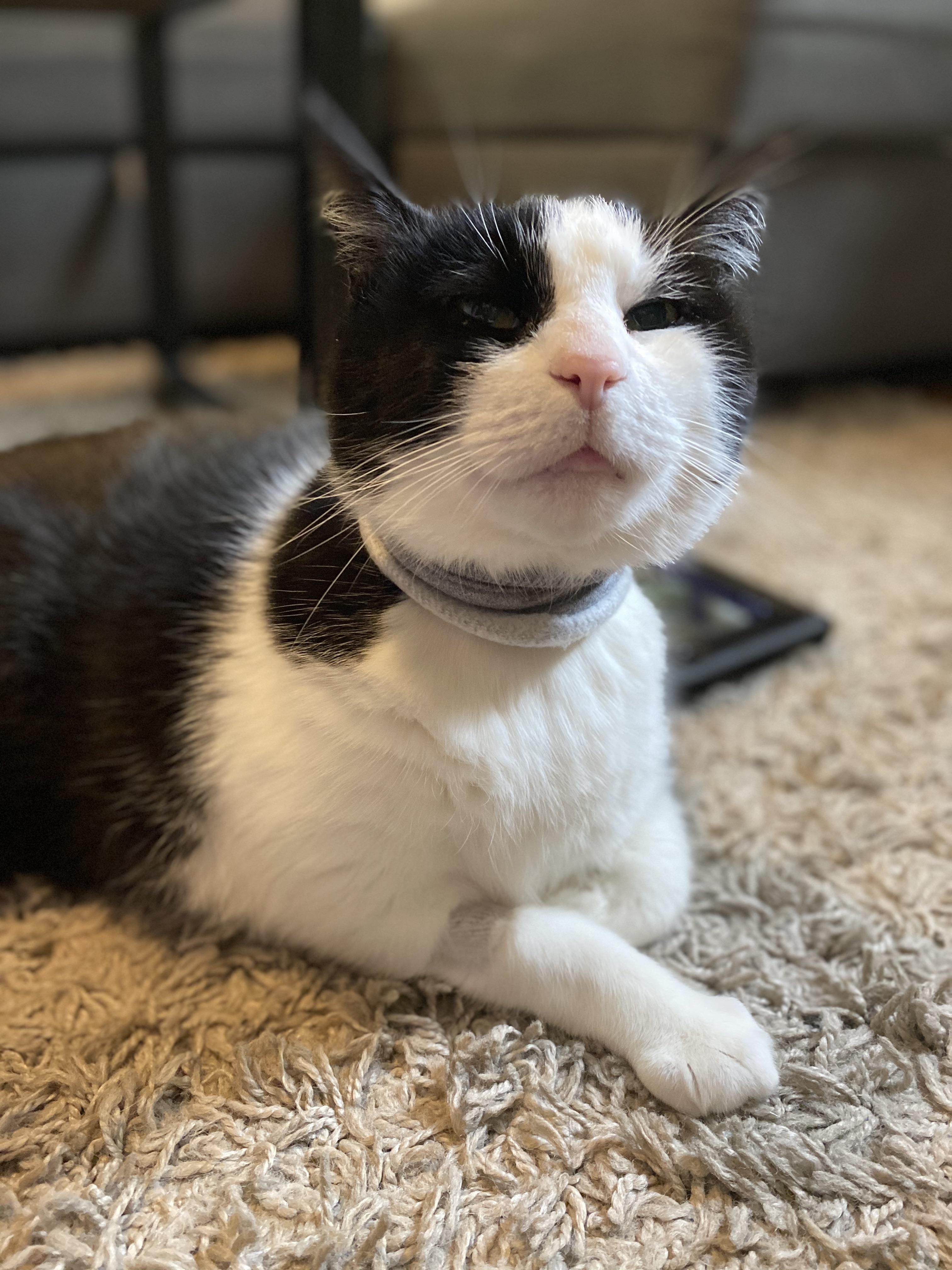Cone alternative Hamilton, a 14 yr old tuxedo cat, had a bump removed