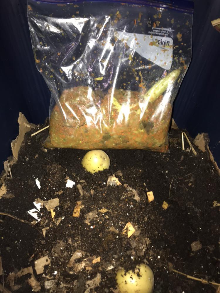 So I was just put in charge of a large scale commercial vermiculture