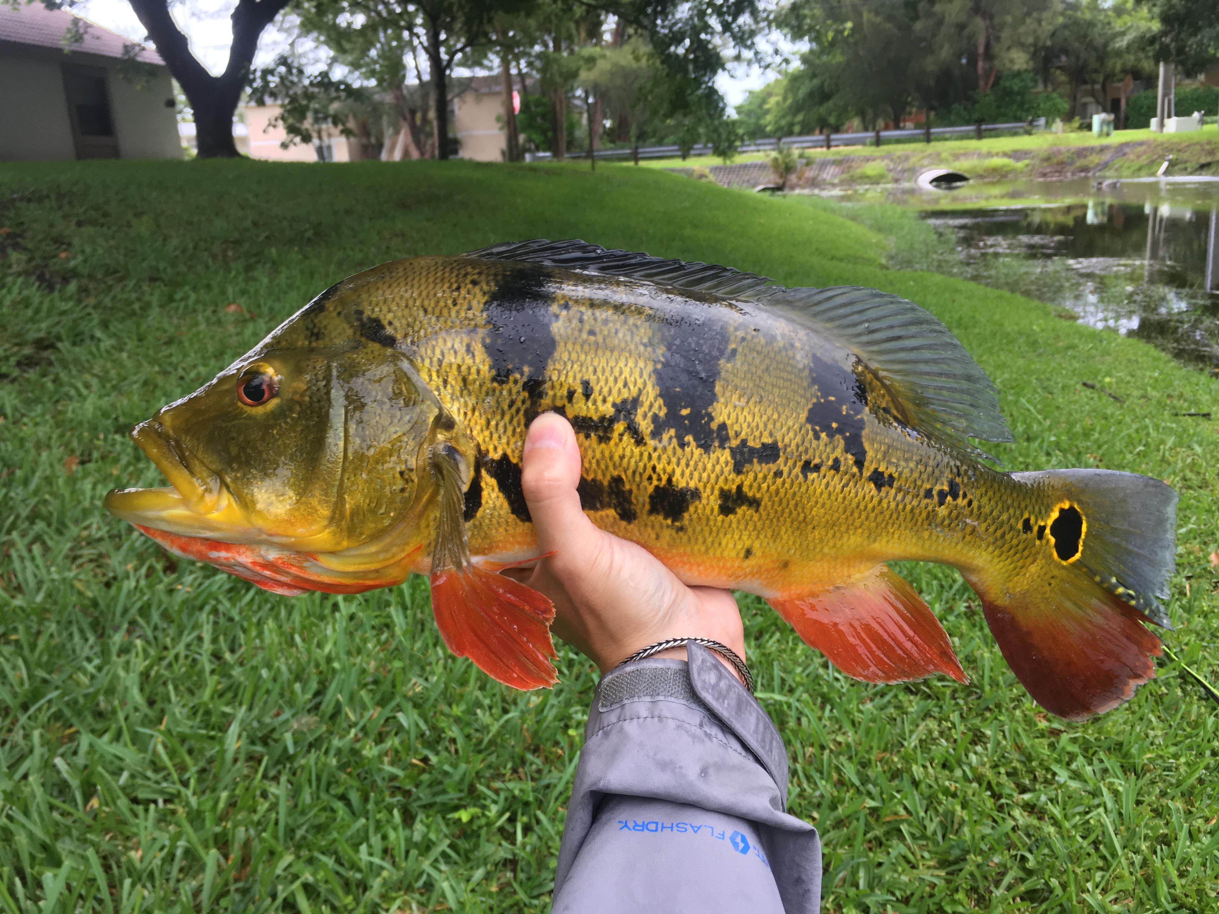262 best Peacock Bass images on Pholder Fishing, Bassfishing and
