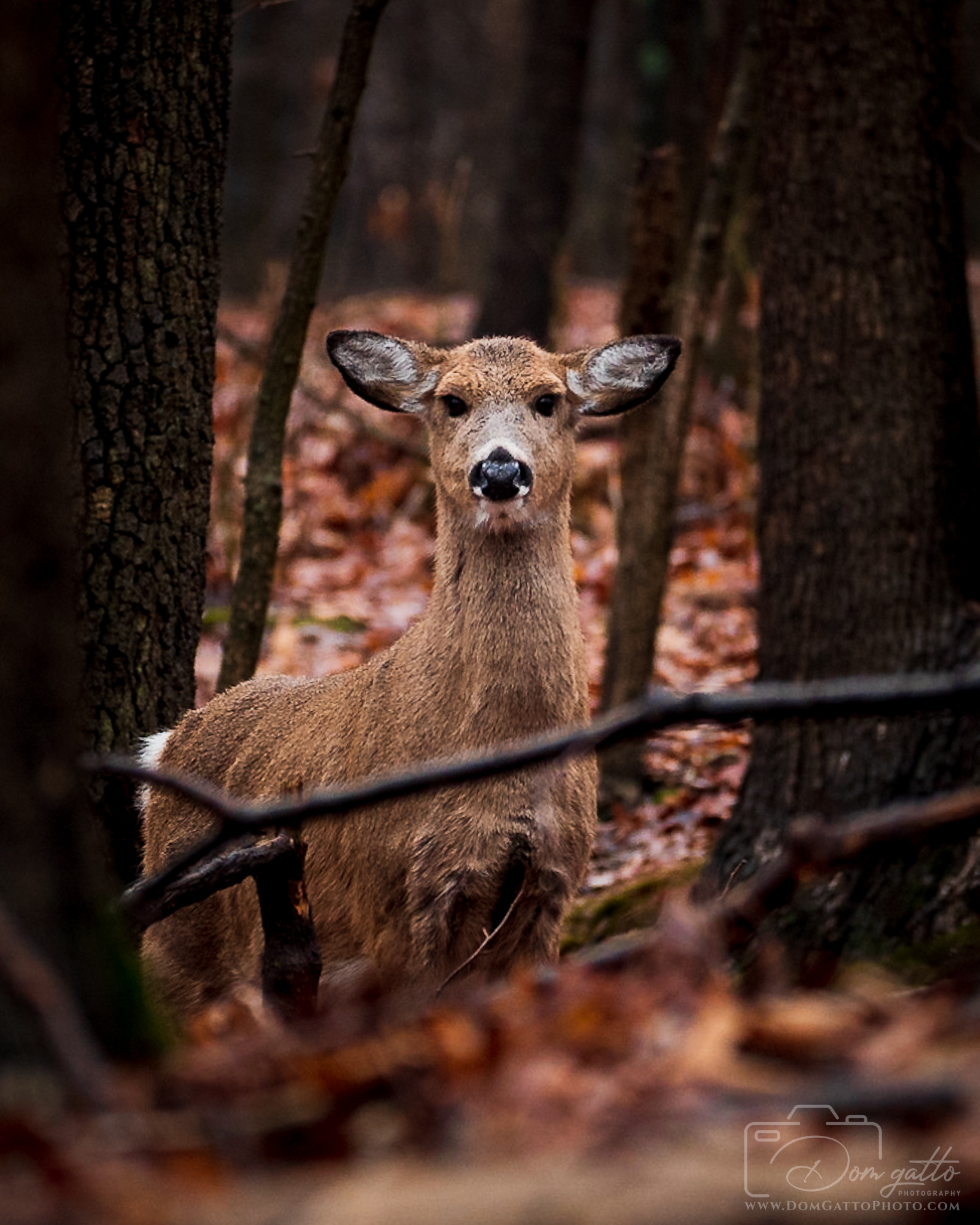 When whitetail deer sense danger, they "snort" and stomp their front