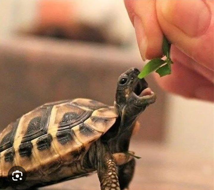 Are turtles allowed as pets in Maharashtra?(asking for a friend there