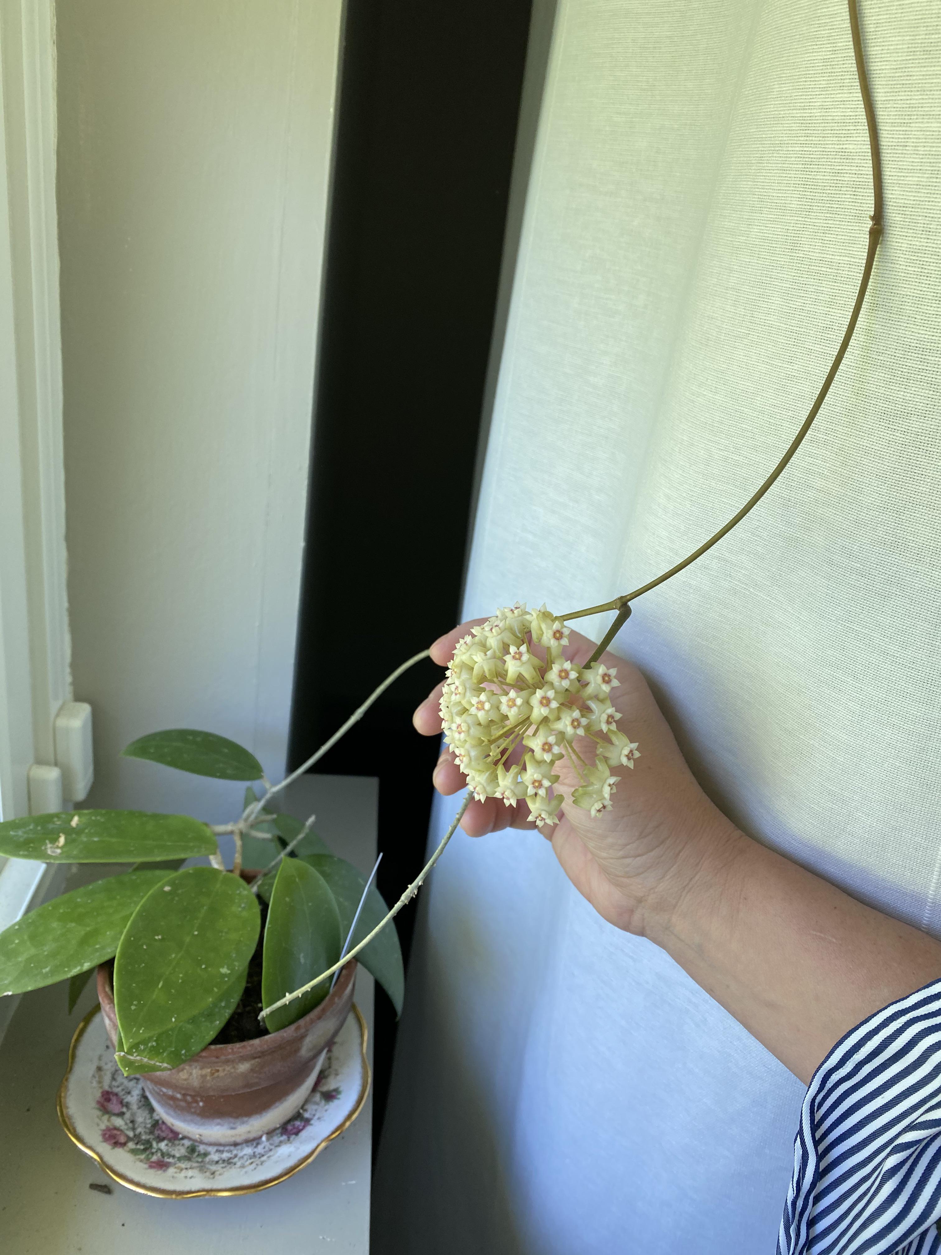 My first bloom!! Hoya parasitica! She smells glorious r/hoyas