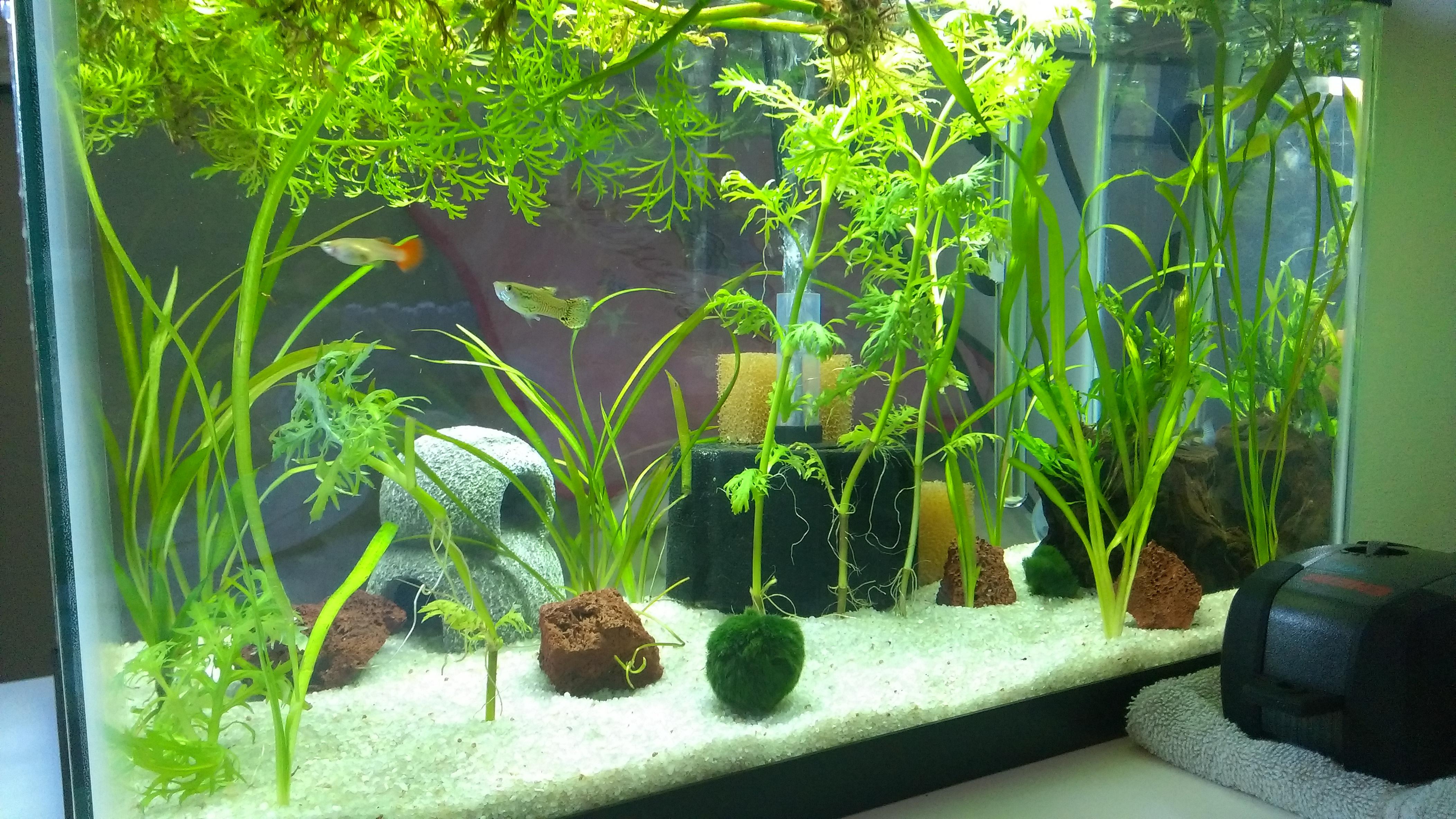 10 Gallon Guppy tank, been running 1 week now r/Aquariums