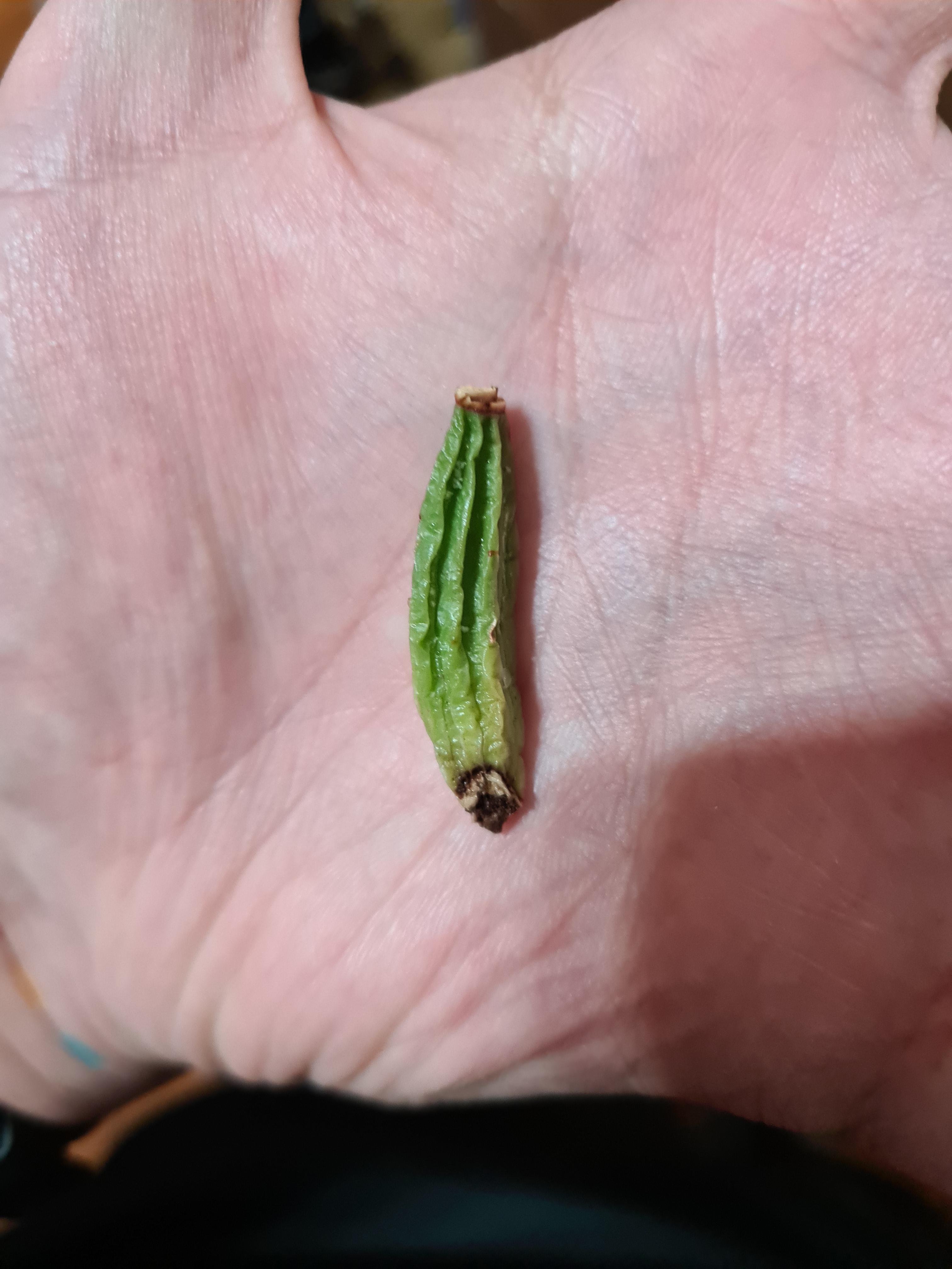 can this gomesa be revived? (it's part of a bigger plant but got 'kinda