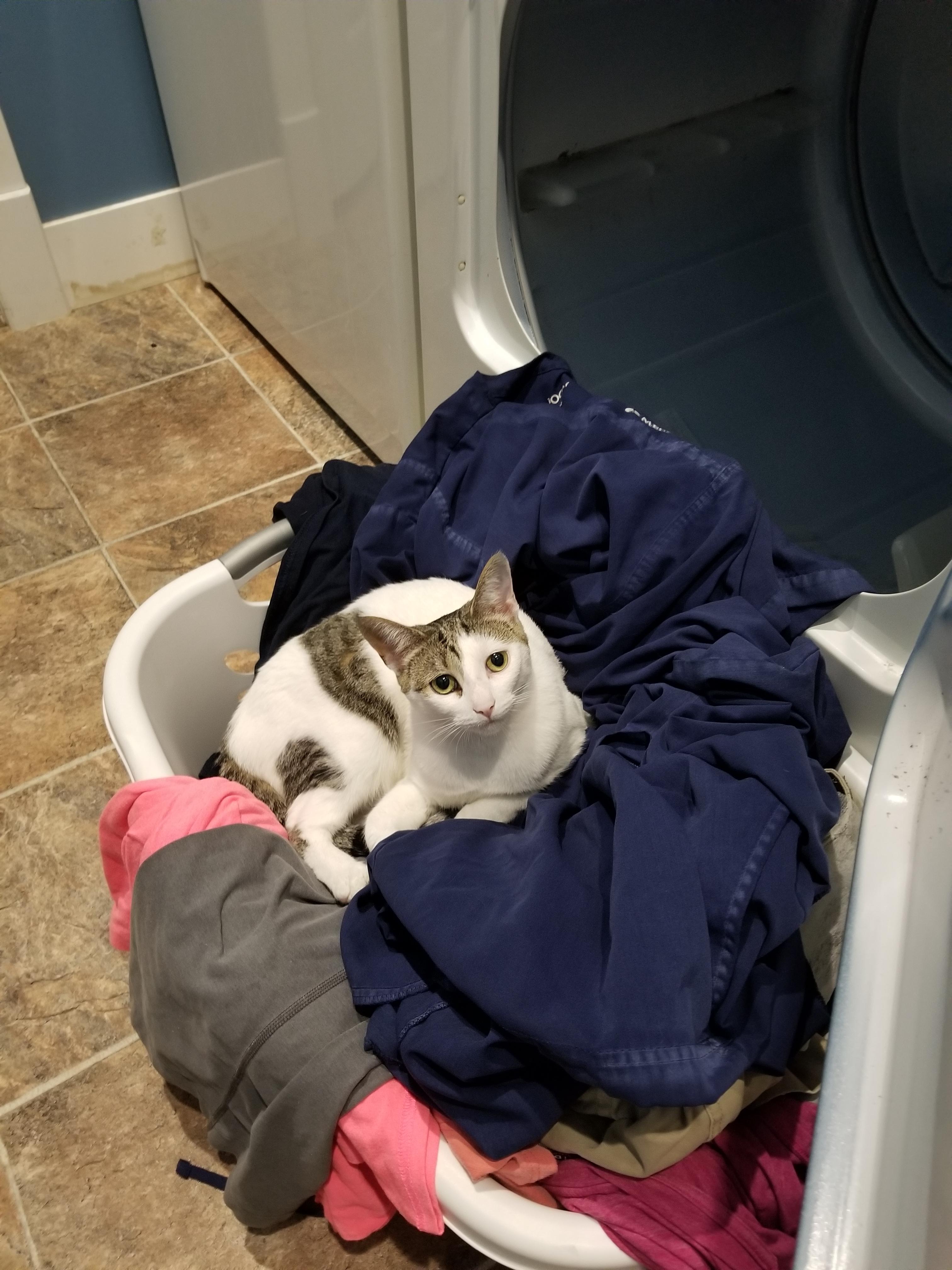 Wash in cold water with like colors. Tumble dry. r/cats