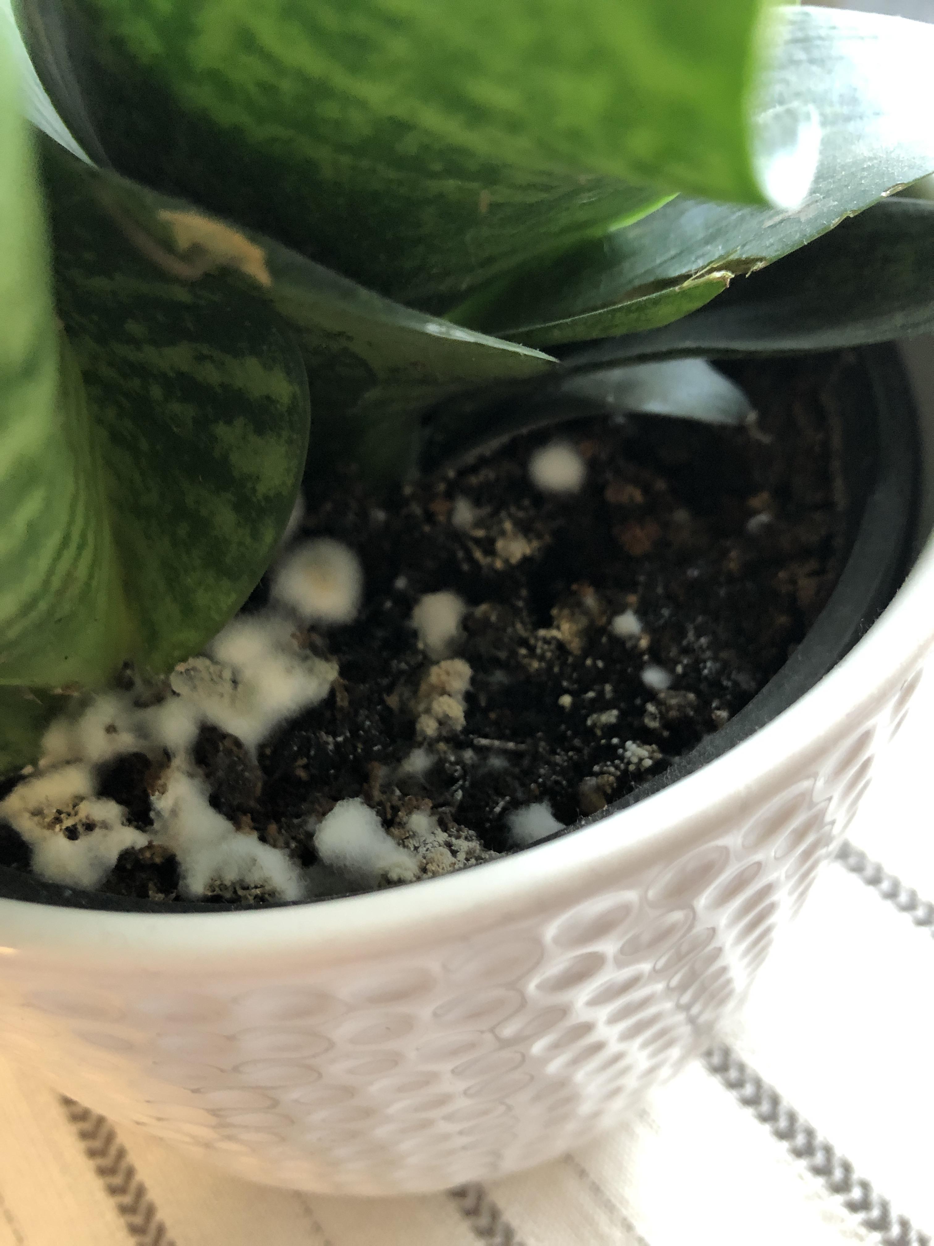 I just discovered that my snake plant is growing mold on top of her