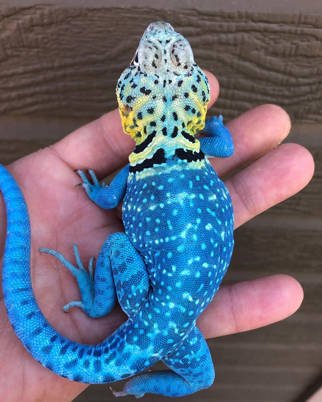🔥 Blazing blue lizard. r/NatureIsFuckingLit