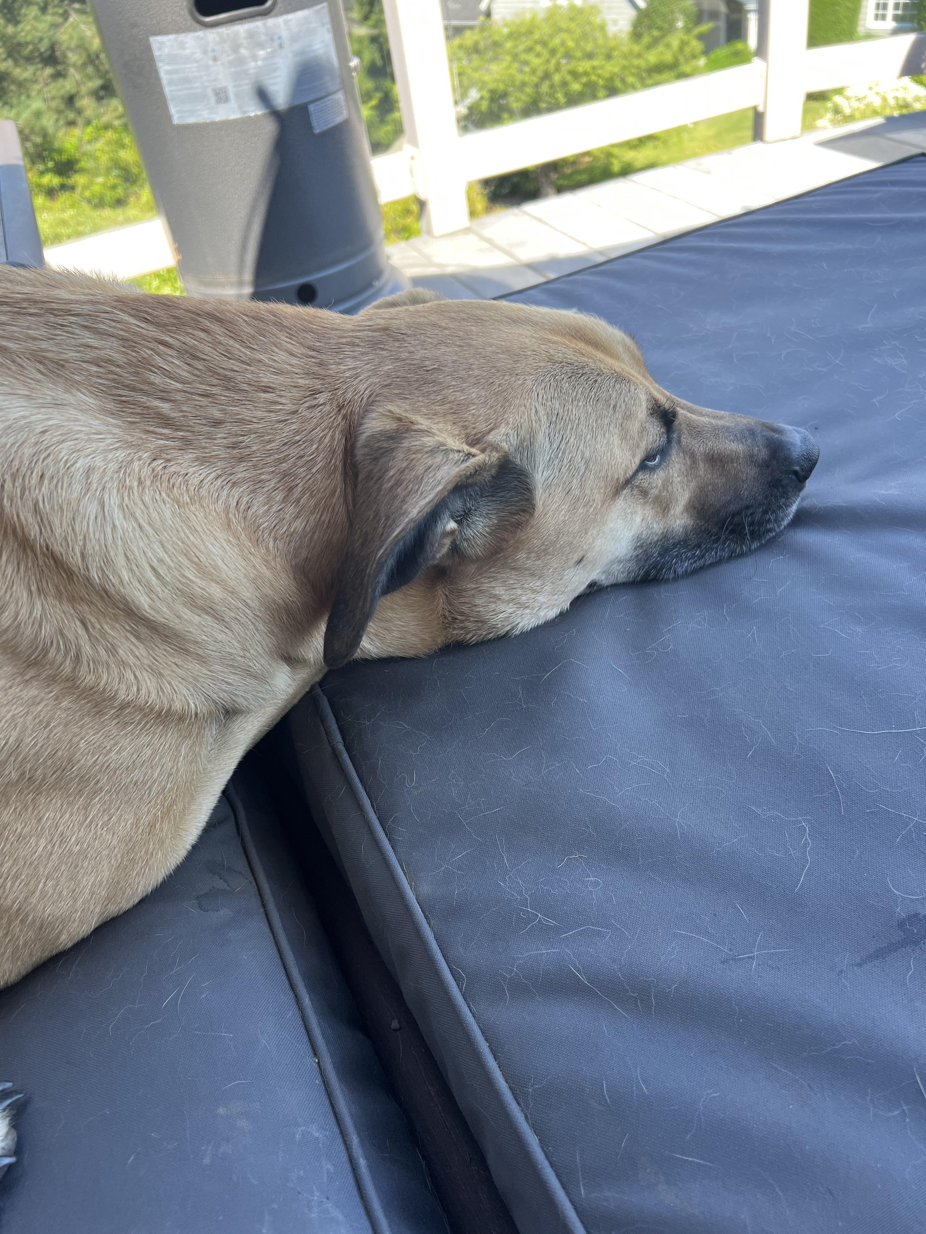 Are BMCs naturally super clingy, fear of abandonment or is it just