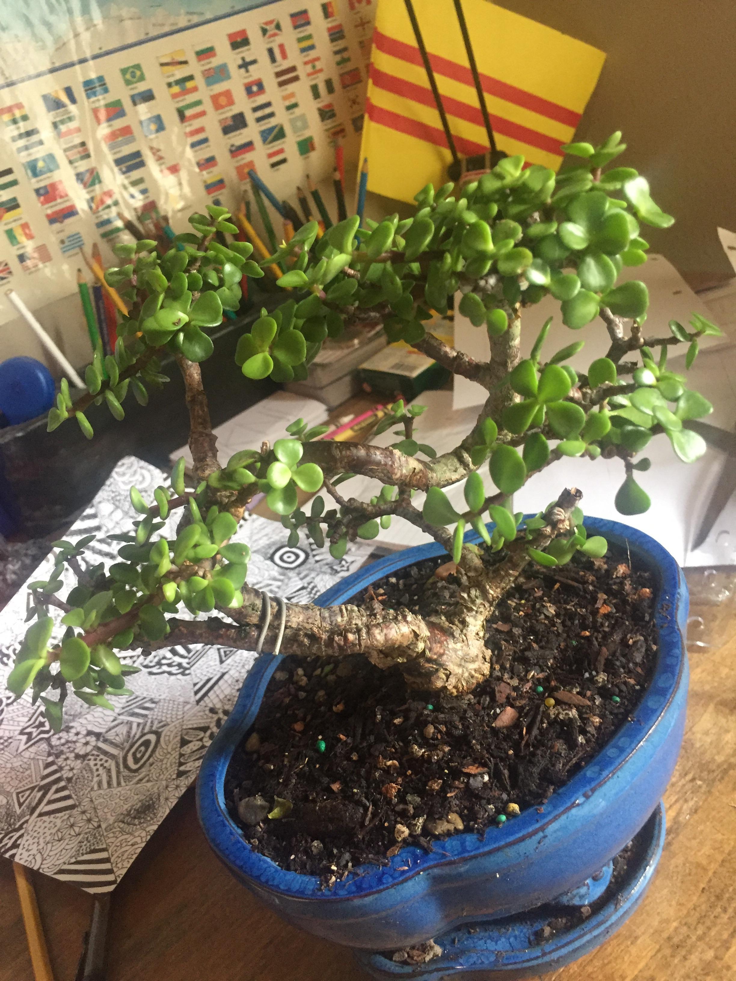 [Houston Texas] I got this bonsai tree as a Christmas gift. Can someone identify the specific