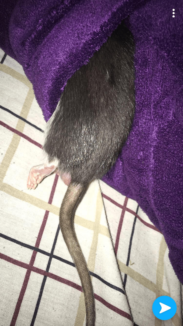 I dropped my rat and now he won’t walk on his left foot. More details