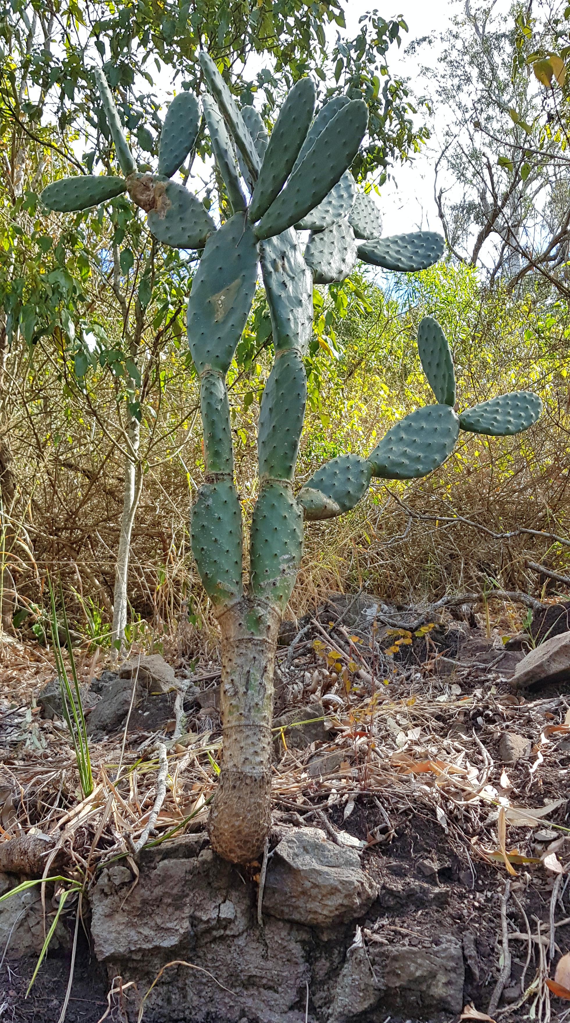 Love how these guys can literally grow anywhere! 🌵💚 r/cactus