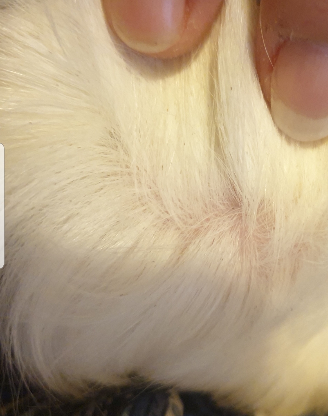 Wondering if any knows what these are? My two boys have little brown