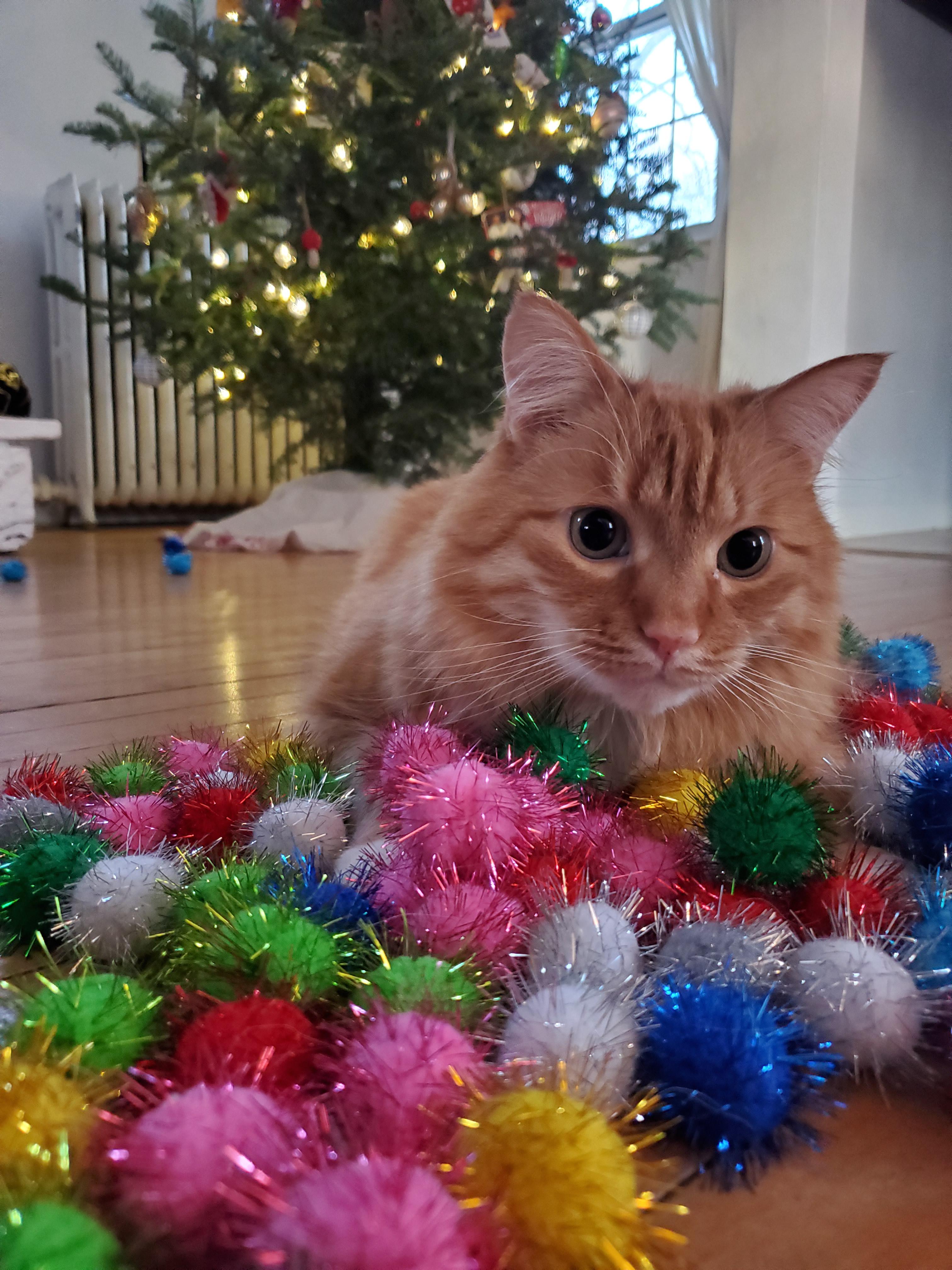It was a good Christmas! 100x his favorite toy. r/cats