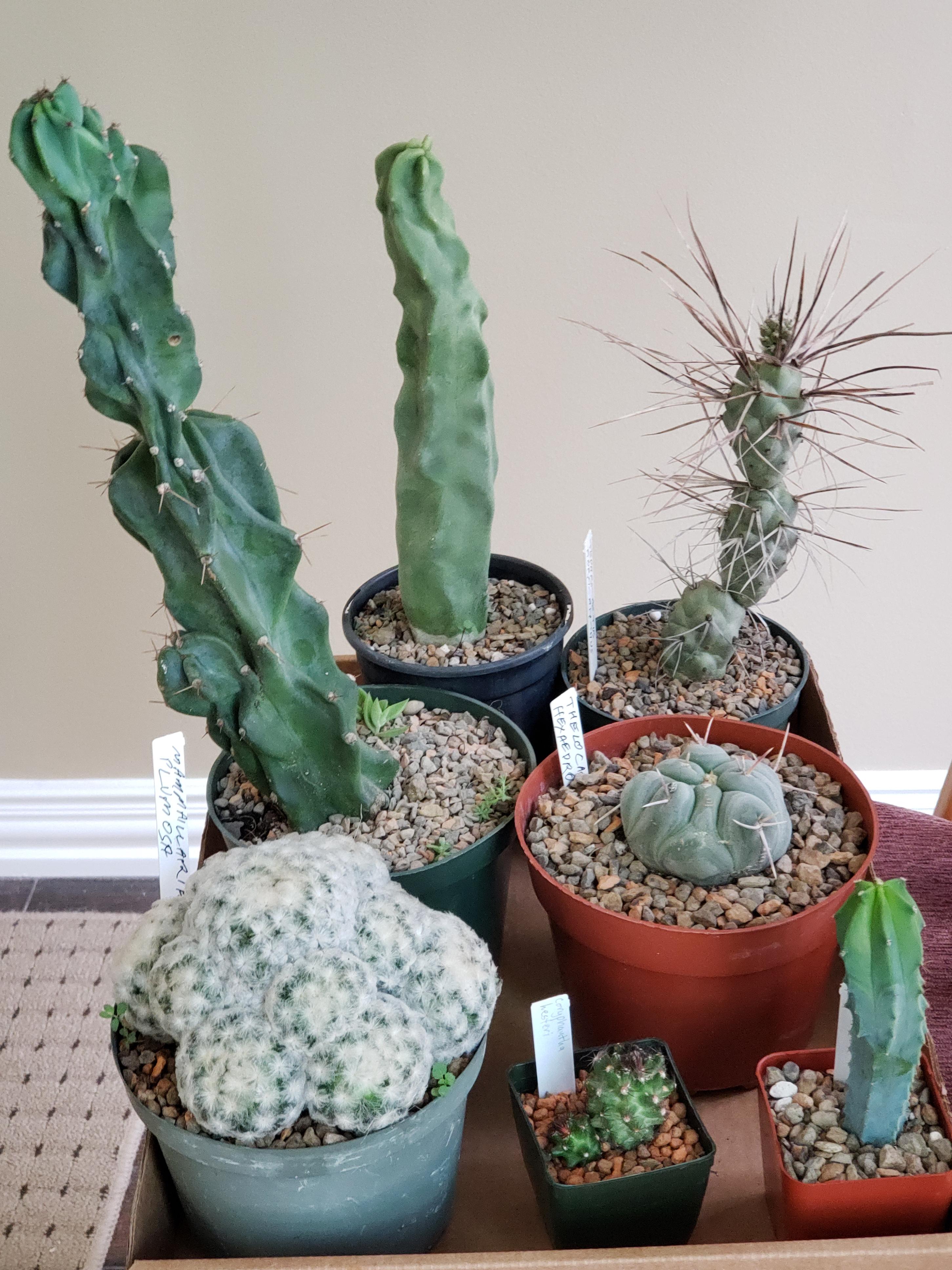 My haul from Houston Cactus and Succulent Society Spring