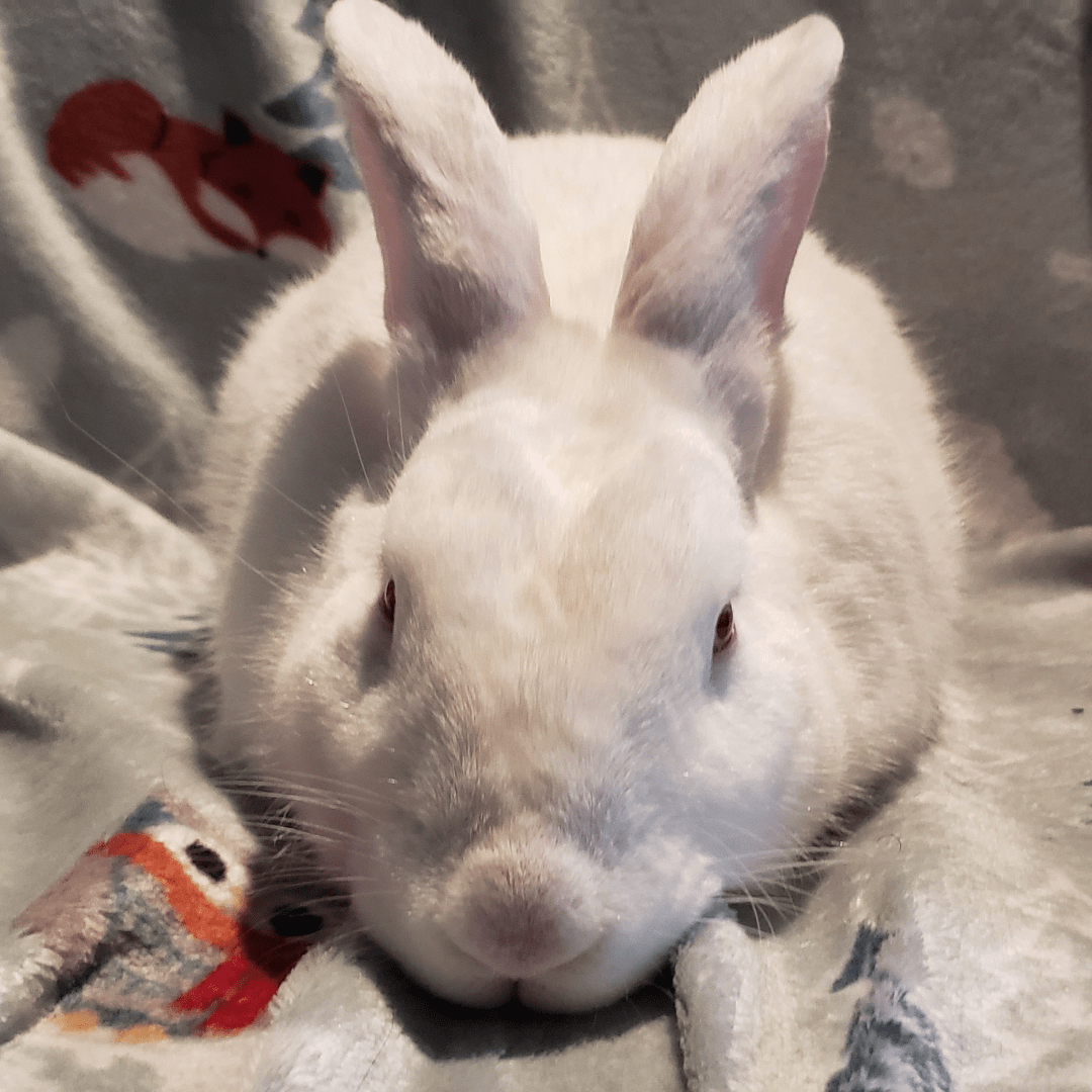 I'm gonna be moving and I'll need to bring Roger on the flight. I'll be