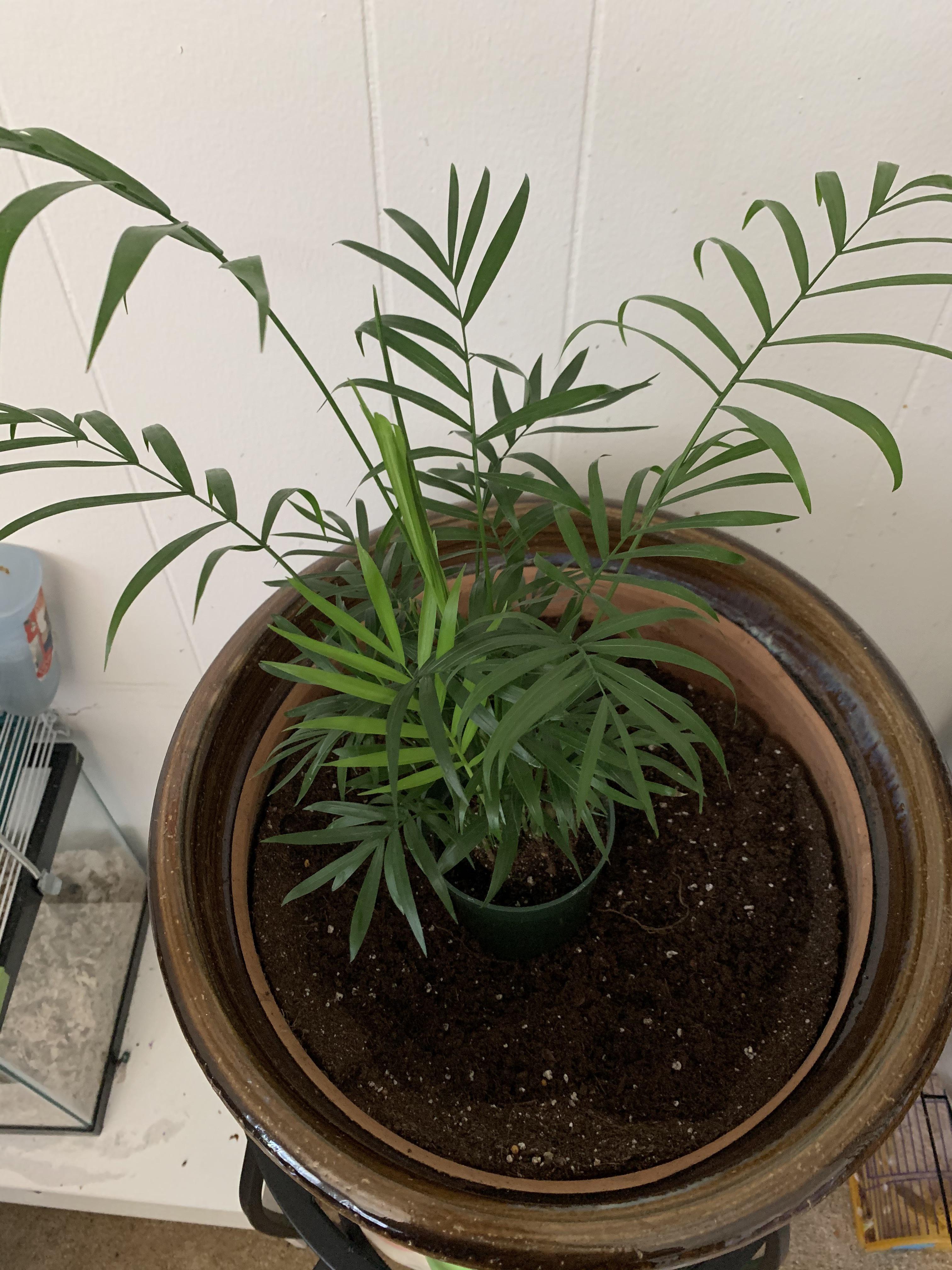 Is this an areca palm??? I have cats and want to make sure it is non toxic!!! r/whatsthisplant