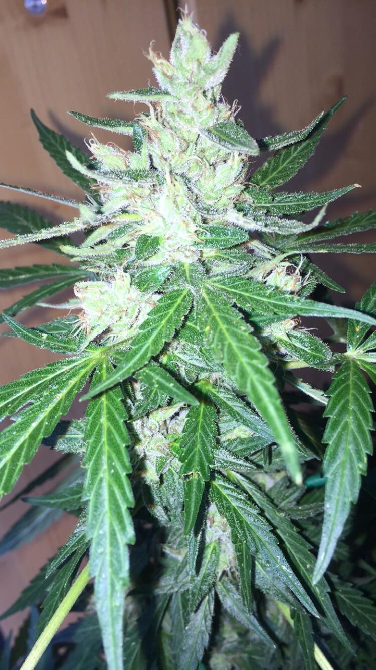 Blueberry f45 grown outdoors in a 5 gallon with promix. Only sun and