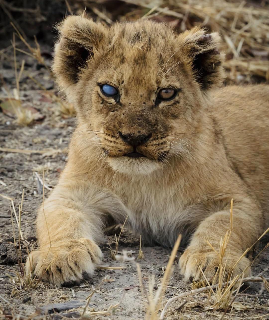 A half blind Lion cub that looks metal and extremely adorable r