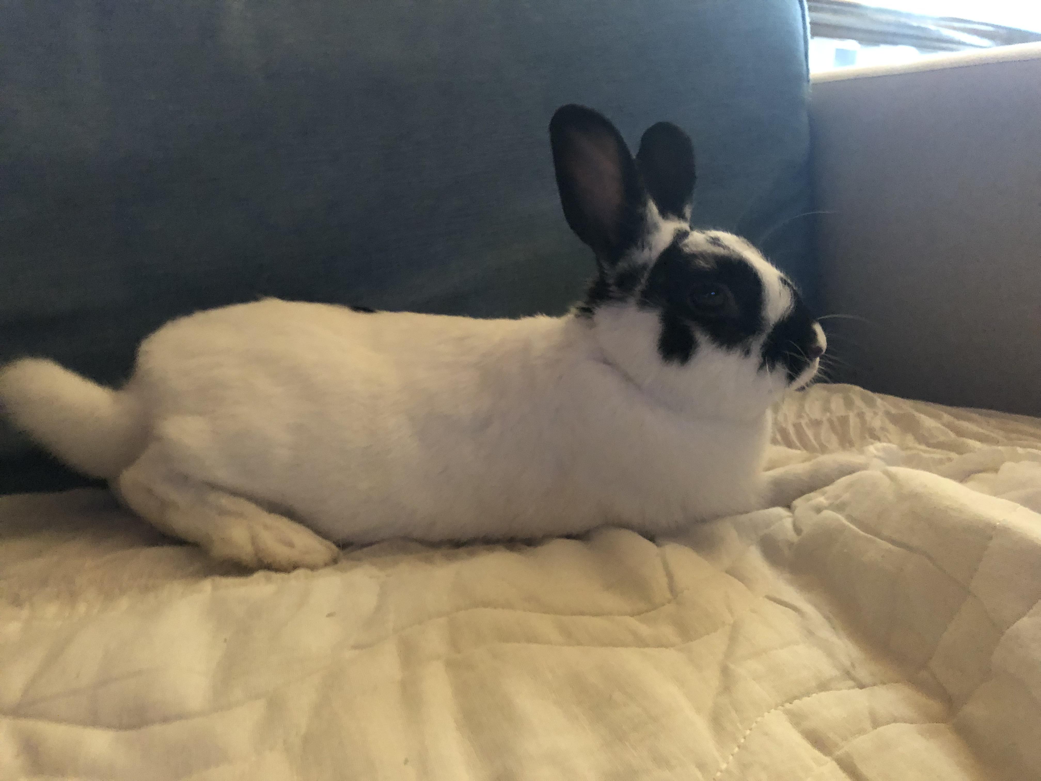 Lounging on the couch r/Rabbits