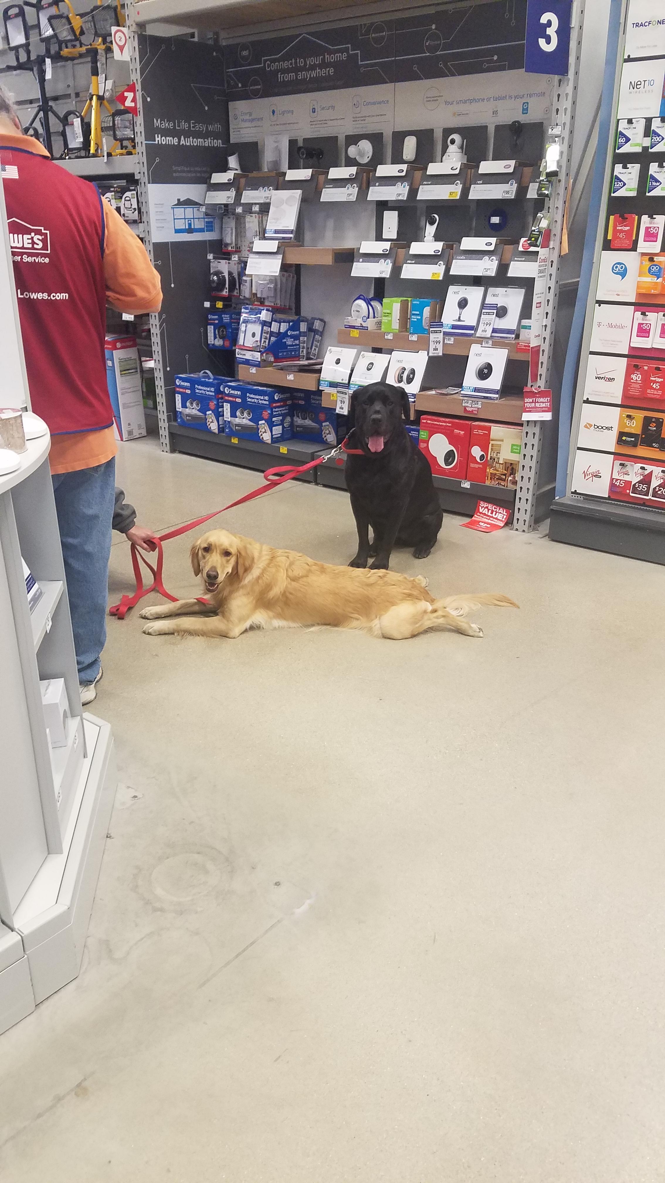 These dogs at Lowes. r/aww