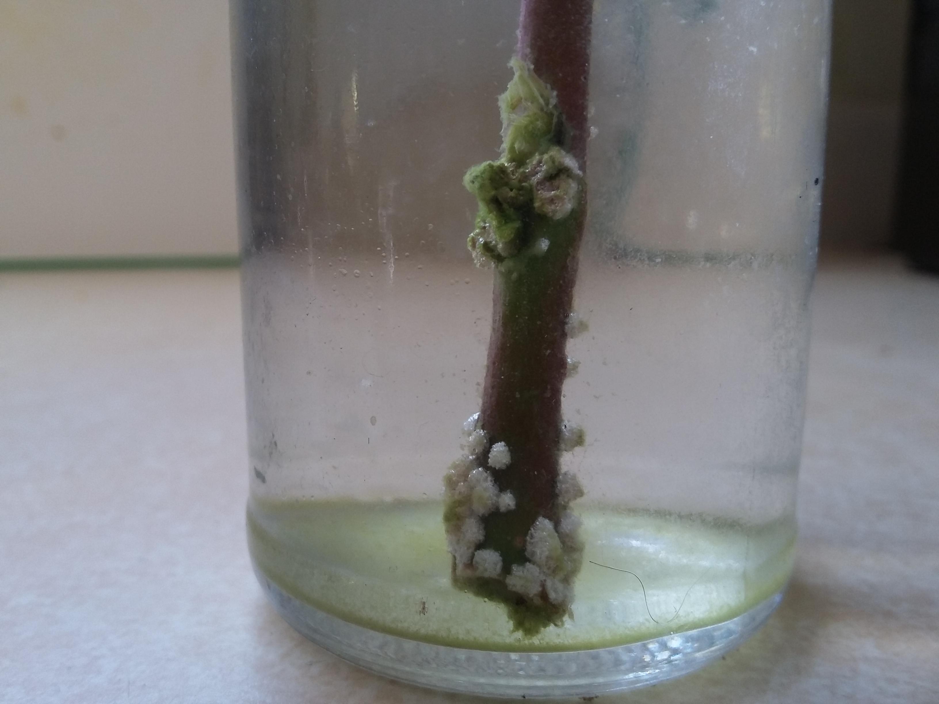Have kept this stem in water for a few months now. Are the white spots roots? And how can I get