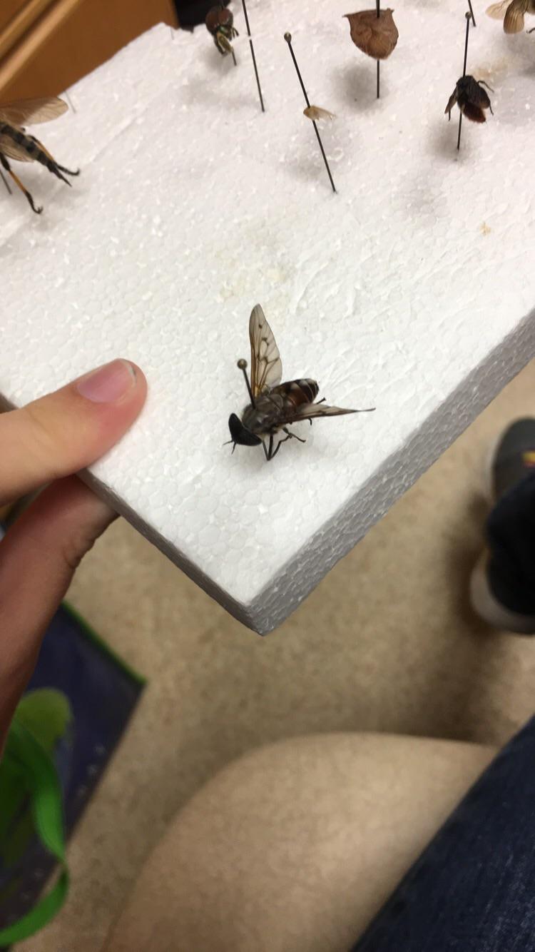 A horsefly I pinned r/Entomology
