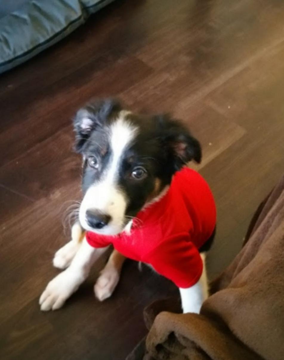 Halloween Costume Jake from State Farm r/BorderCollie