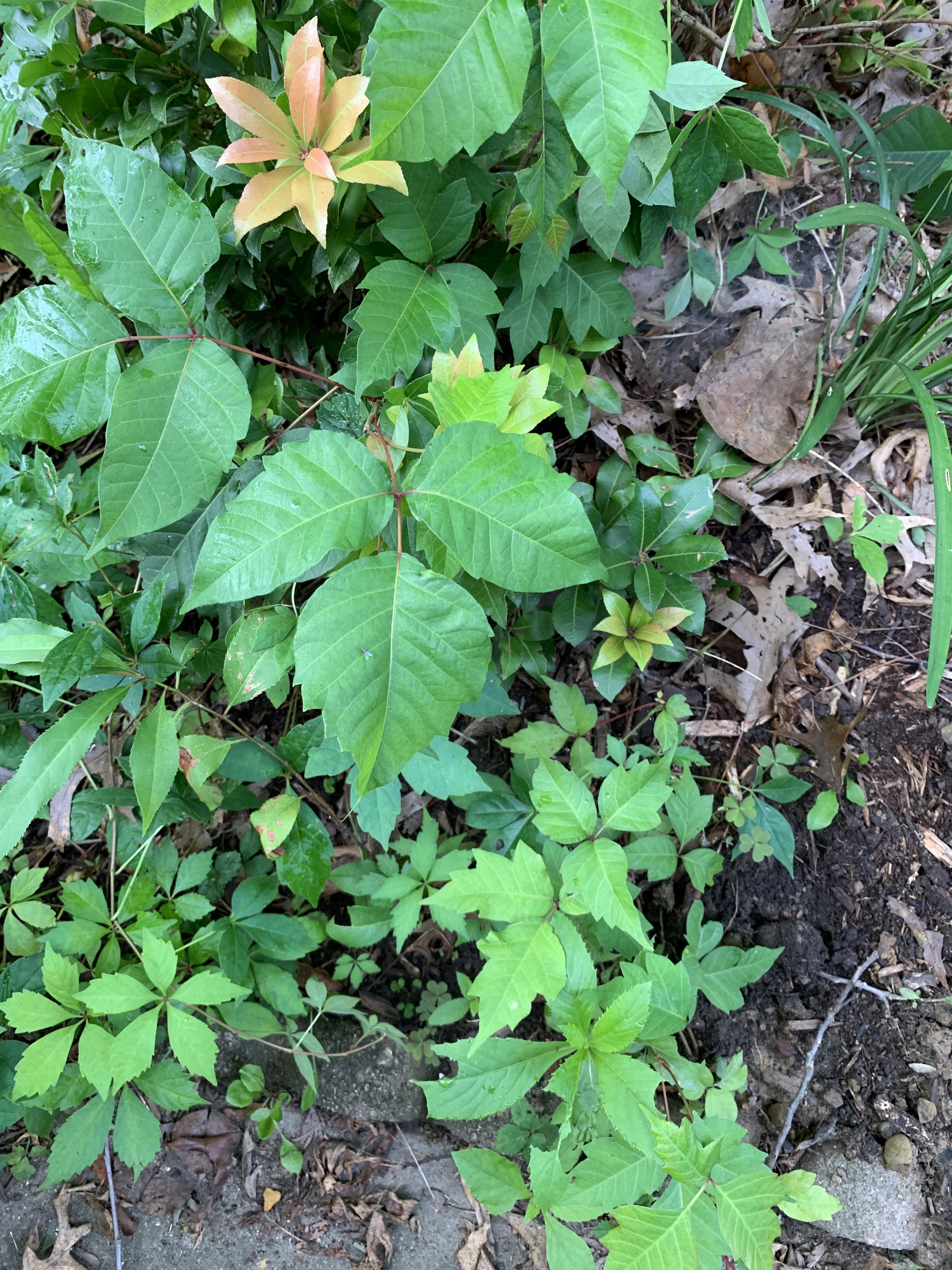 Is this poison ivy? r/plants