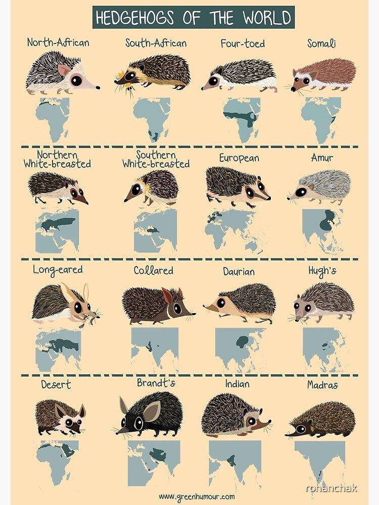 Guide to identifying hedgehogs r/coolguides