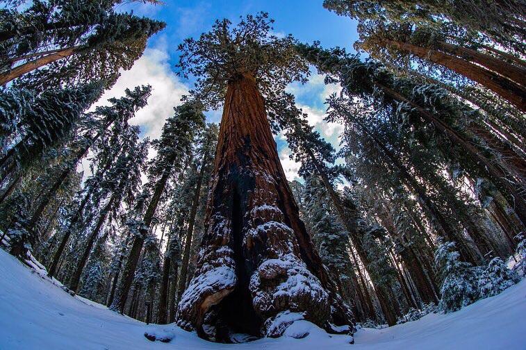 Lincoln Tree Christmas Day, Sequoia National Park [OC] [1136x757] r