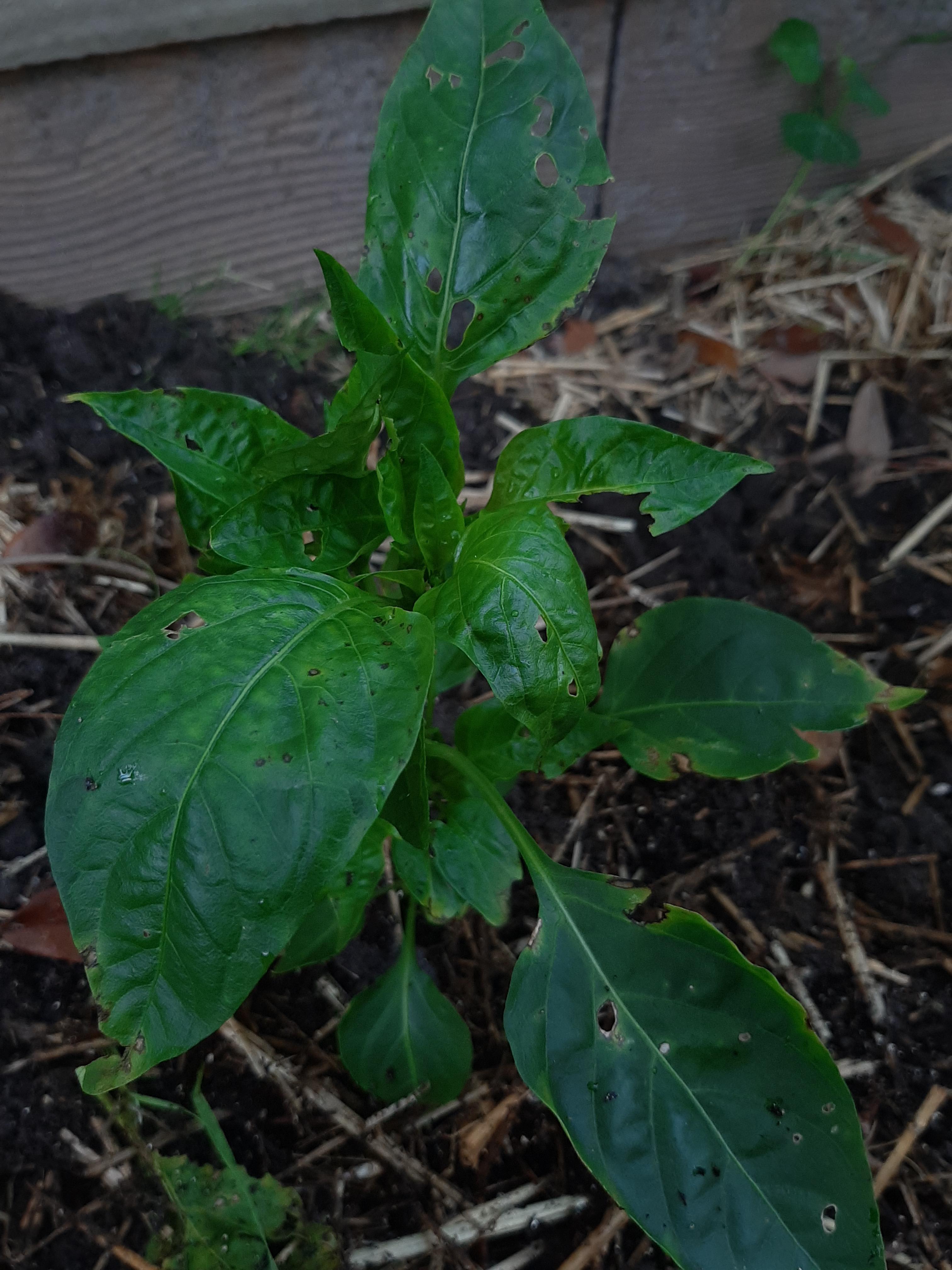 What is happening to my yellow bell peppers? I've never grown them