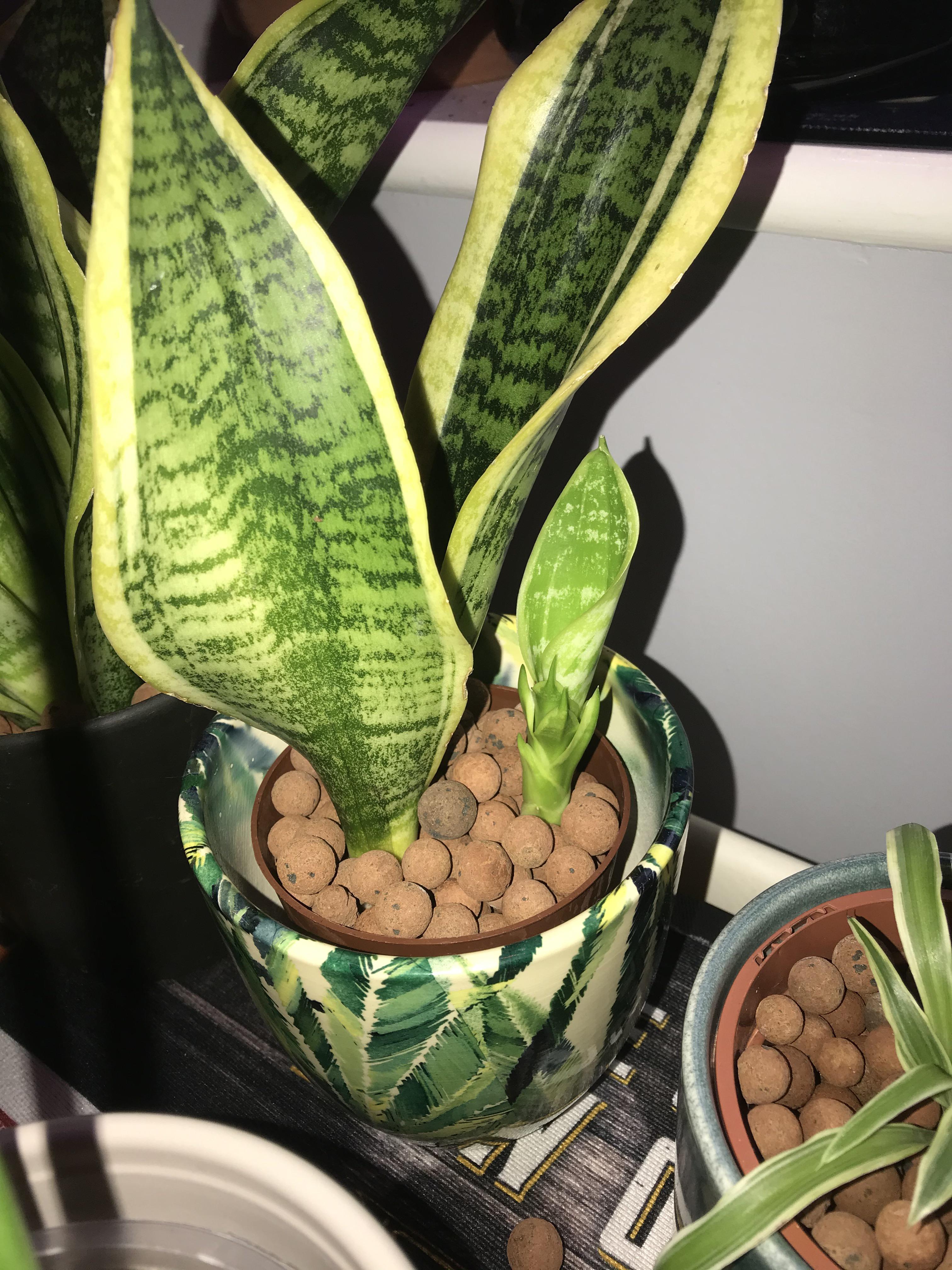 snake plant baby growing strong 🥺 r/houseplants