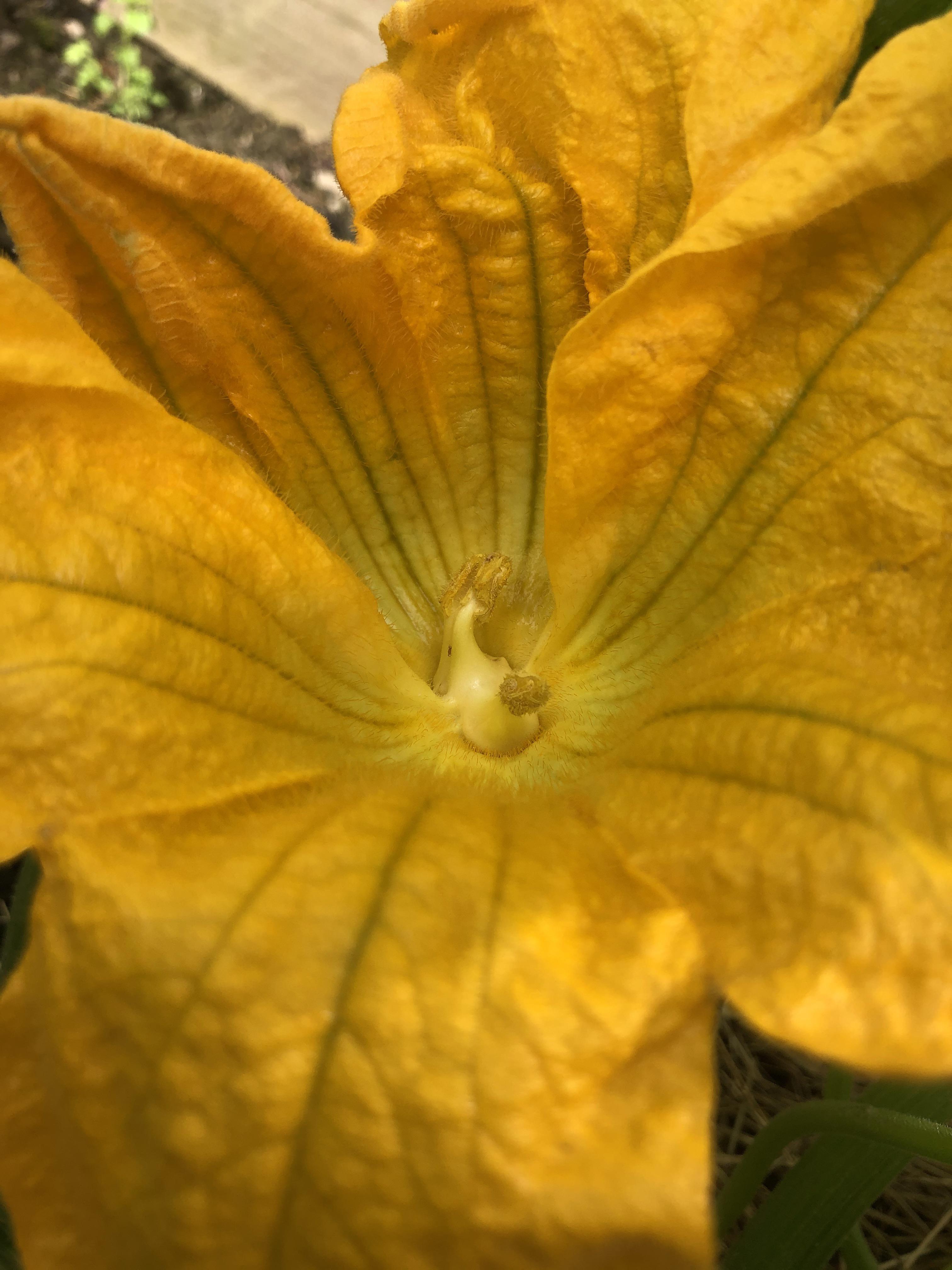 One of my male flowers on my pumpkin plant has 2 stamens, is this